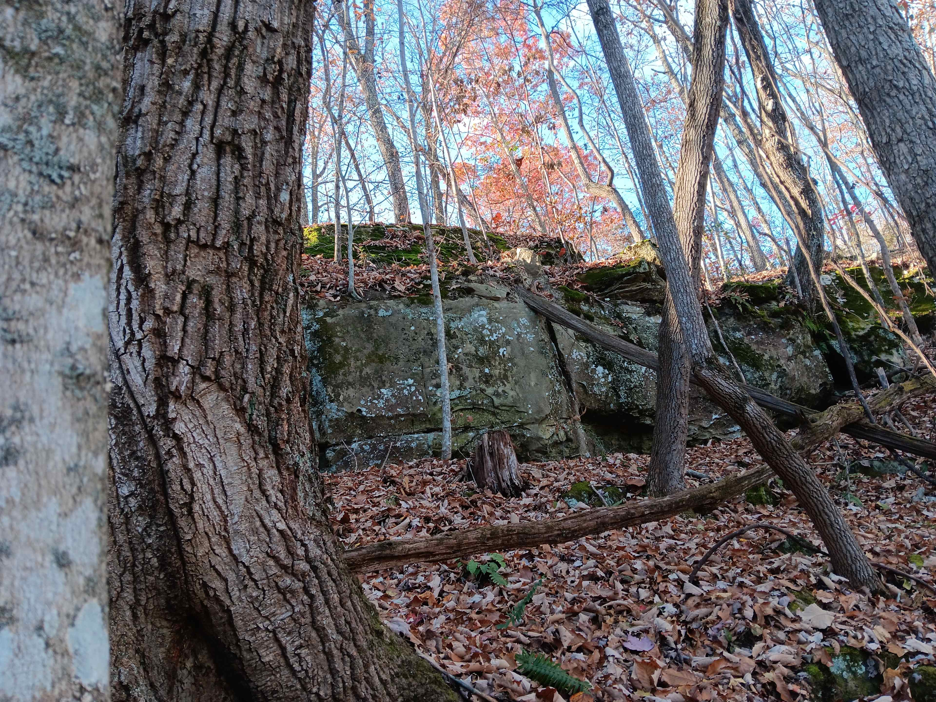 8Acre Forest