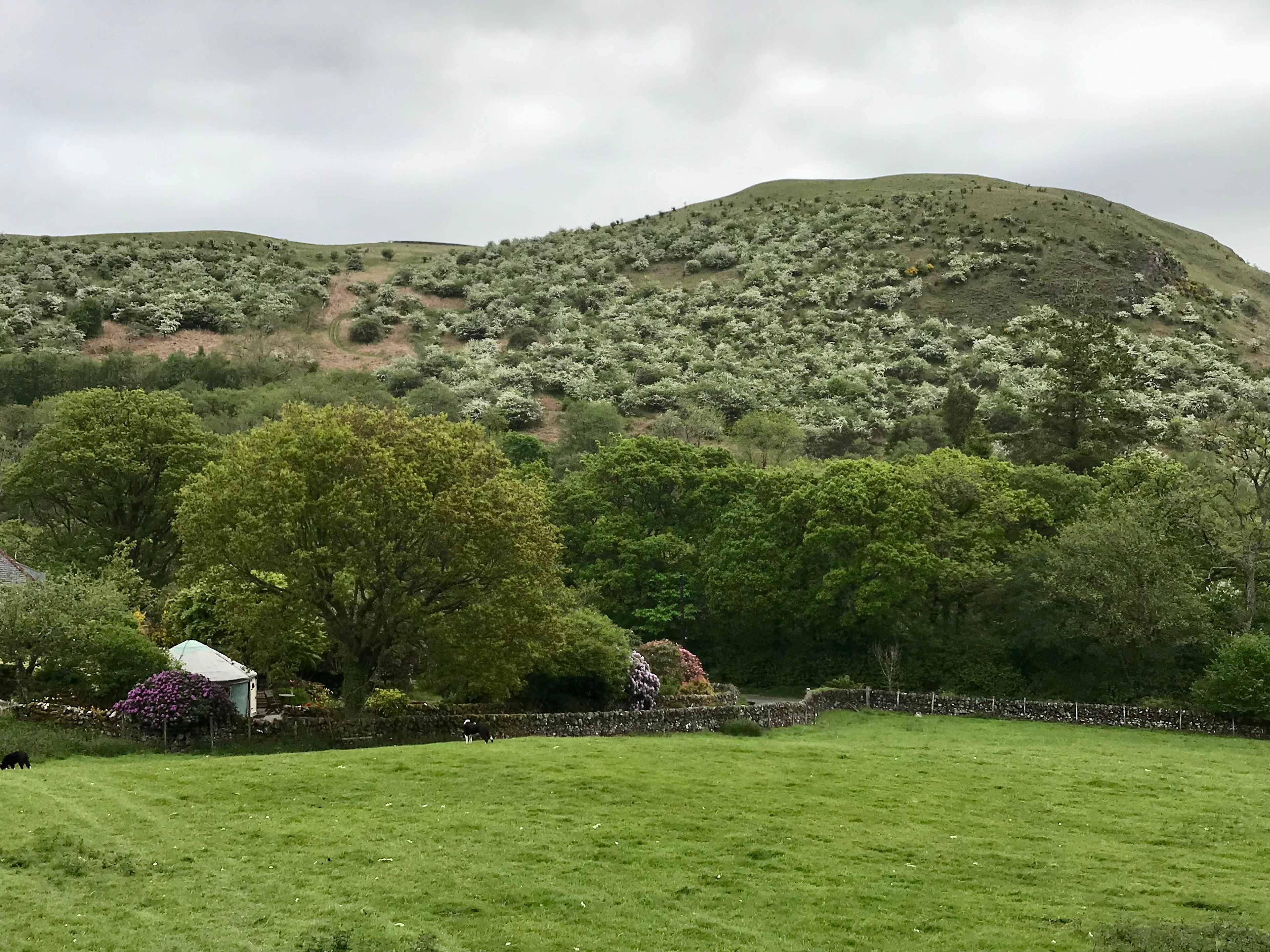 Garden Yurt in a hidden glen