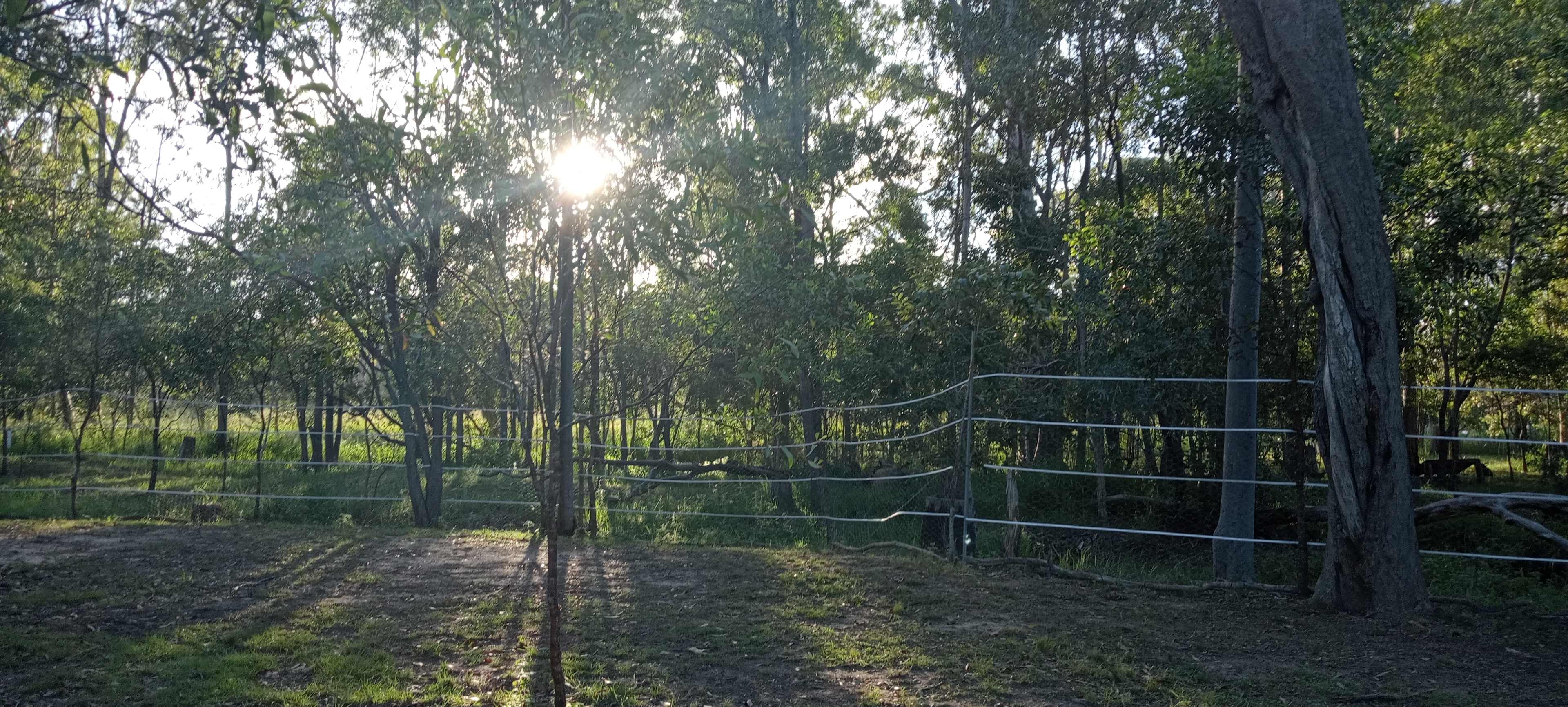 The evening view of gentle filtered sunsets through the trees from the corner log seating area.