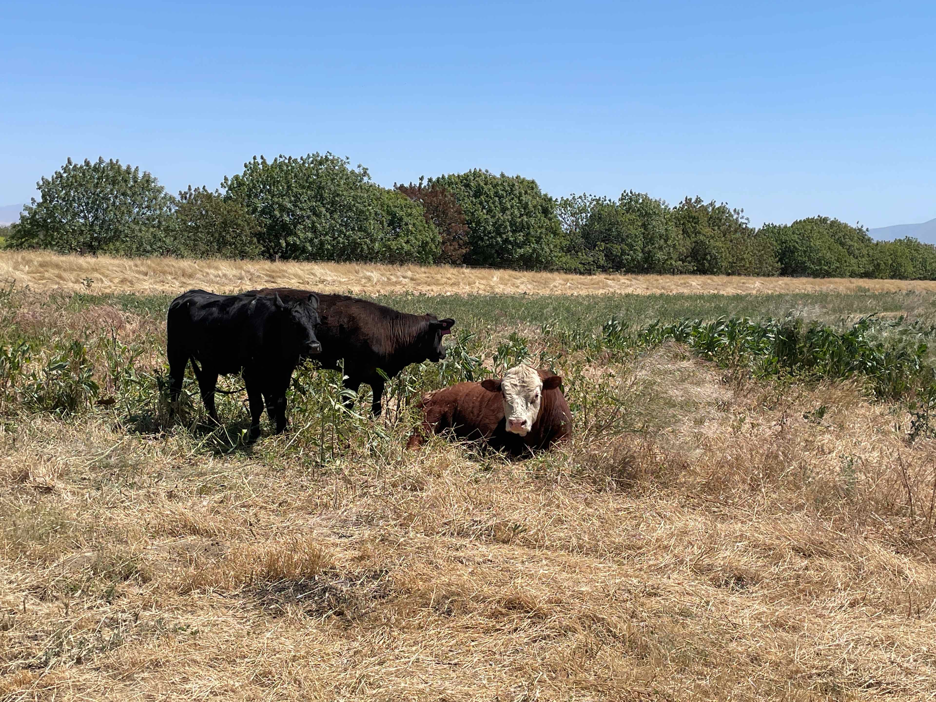 20 Acres Outside of Bakersfield