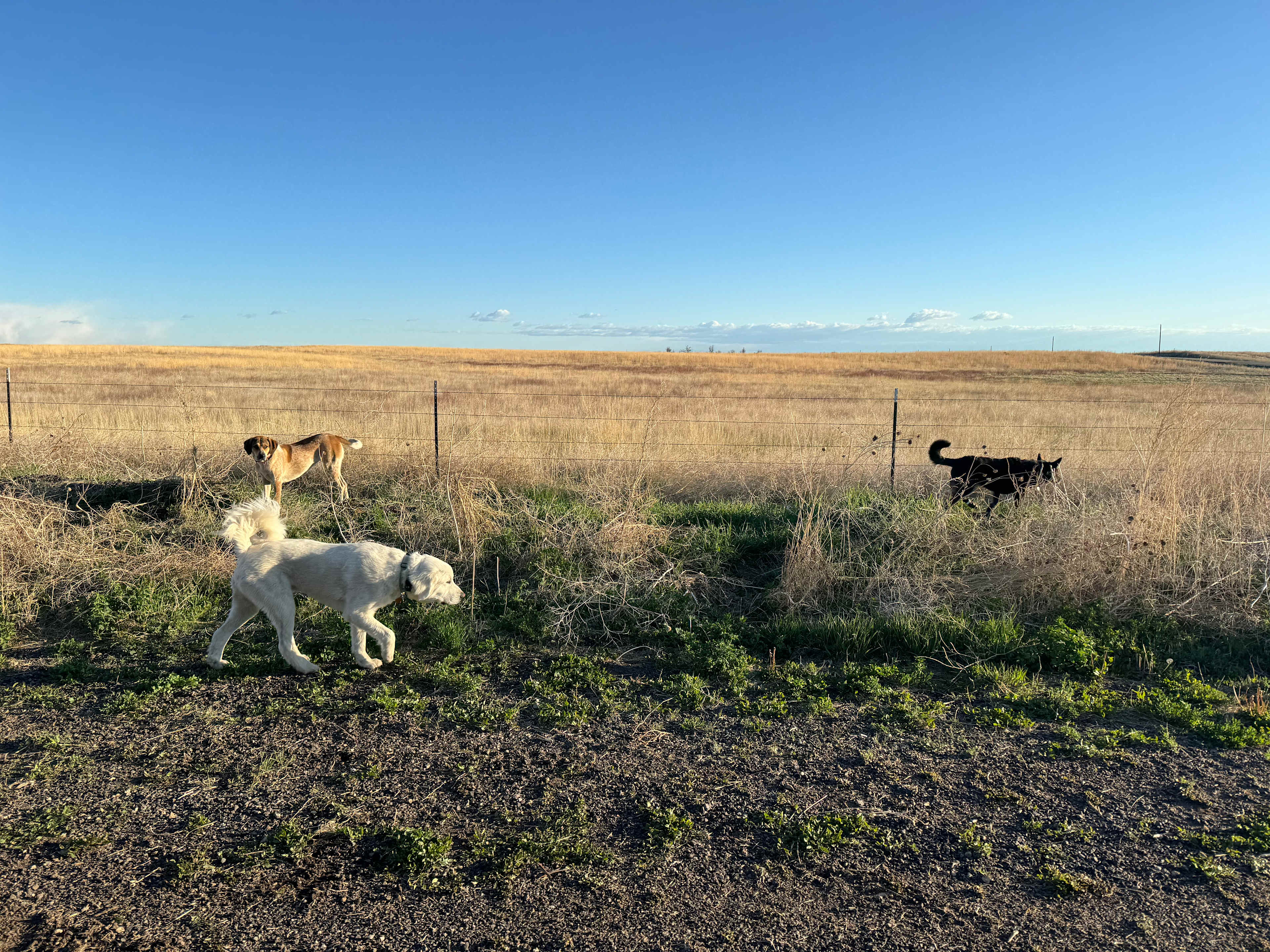 happy pups