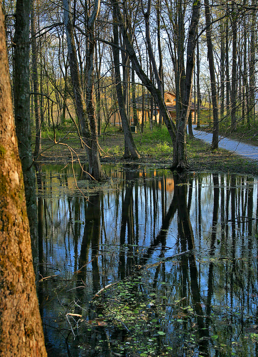 FrogSong Doggie's Paradise