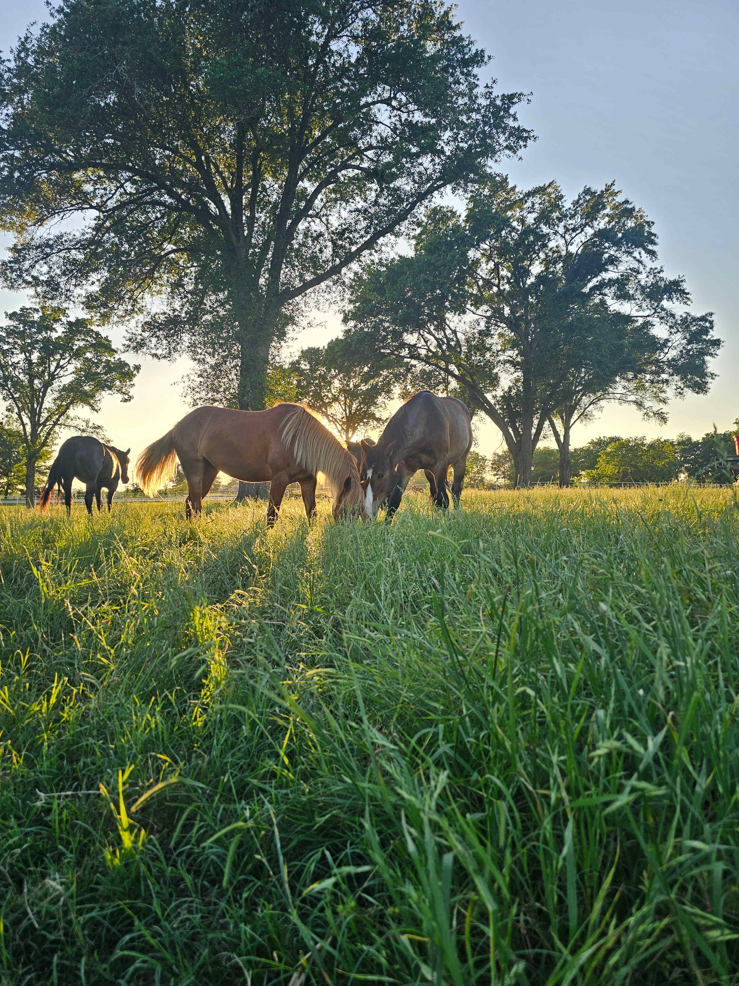 Triple C Ranch