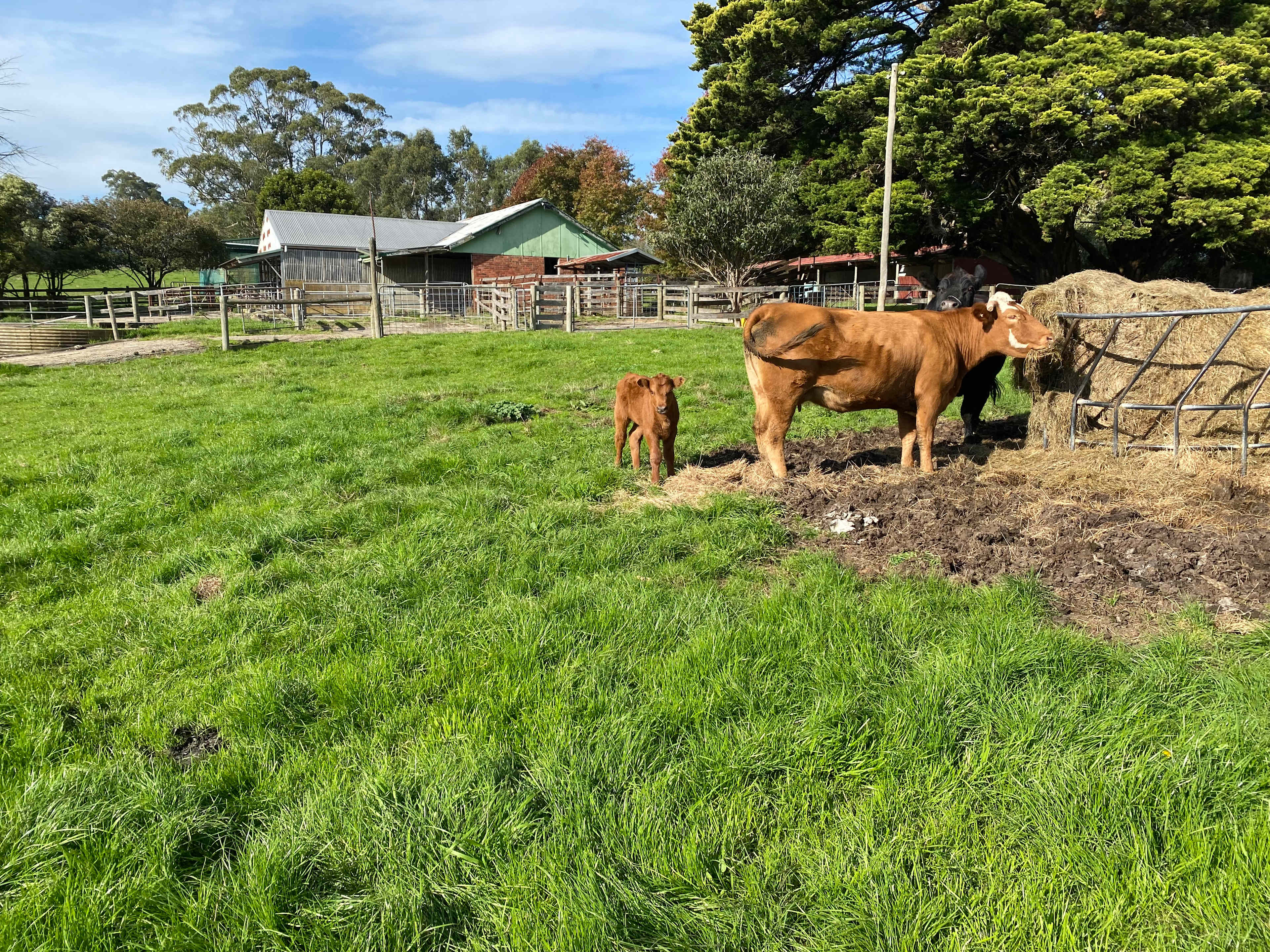 Old Dairy at The Grange, Buln Buln