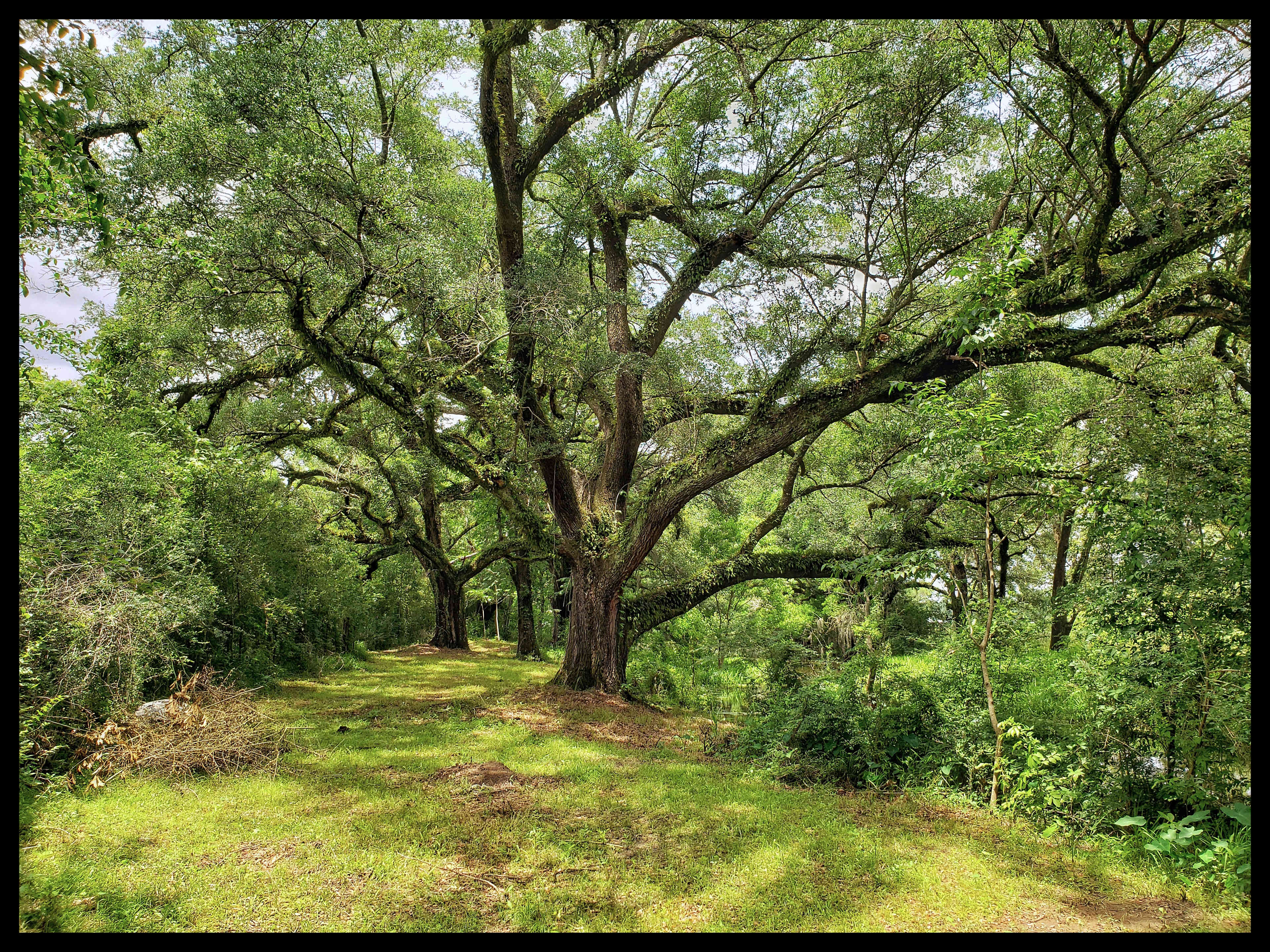 Opal Springs Nature Haven