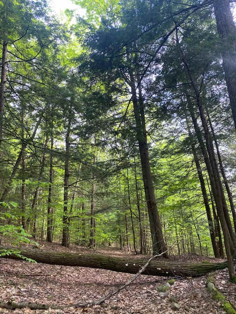 Adirondack Halfway Creek Campsite