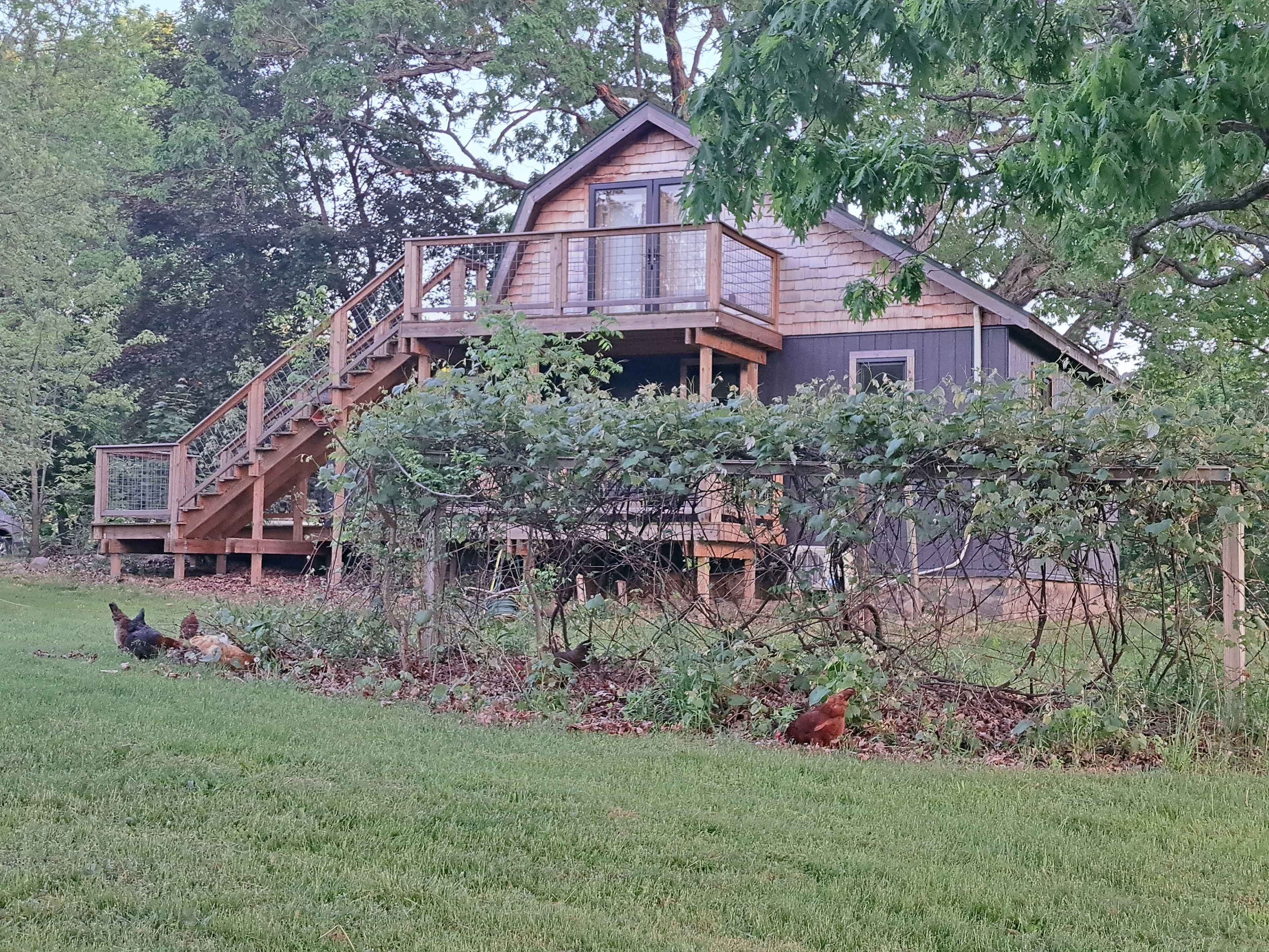 Our tiny house and grape vines 