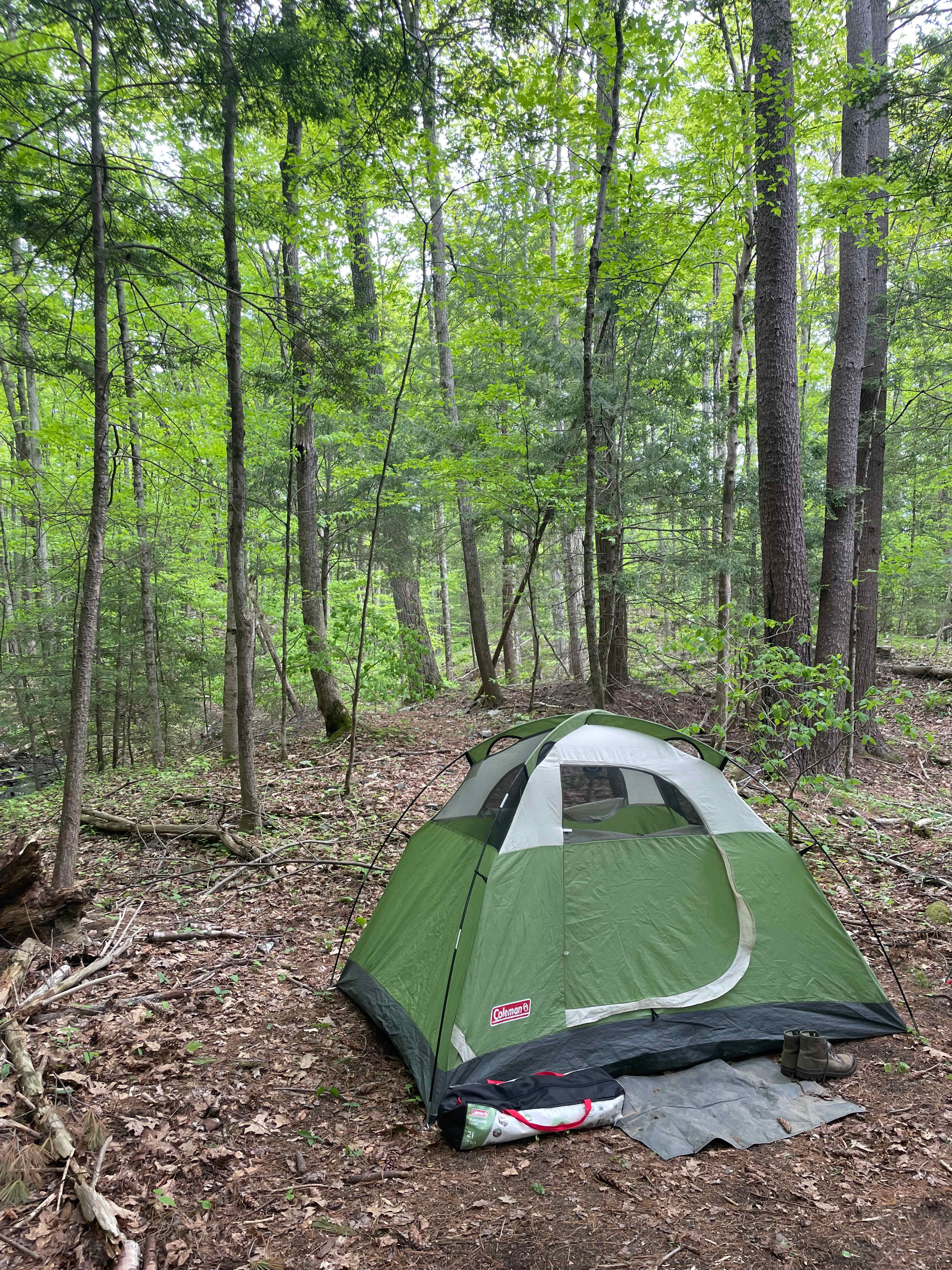 Picture of the site