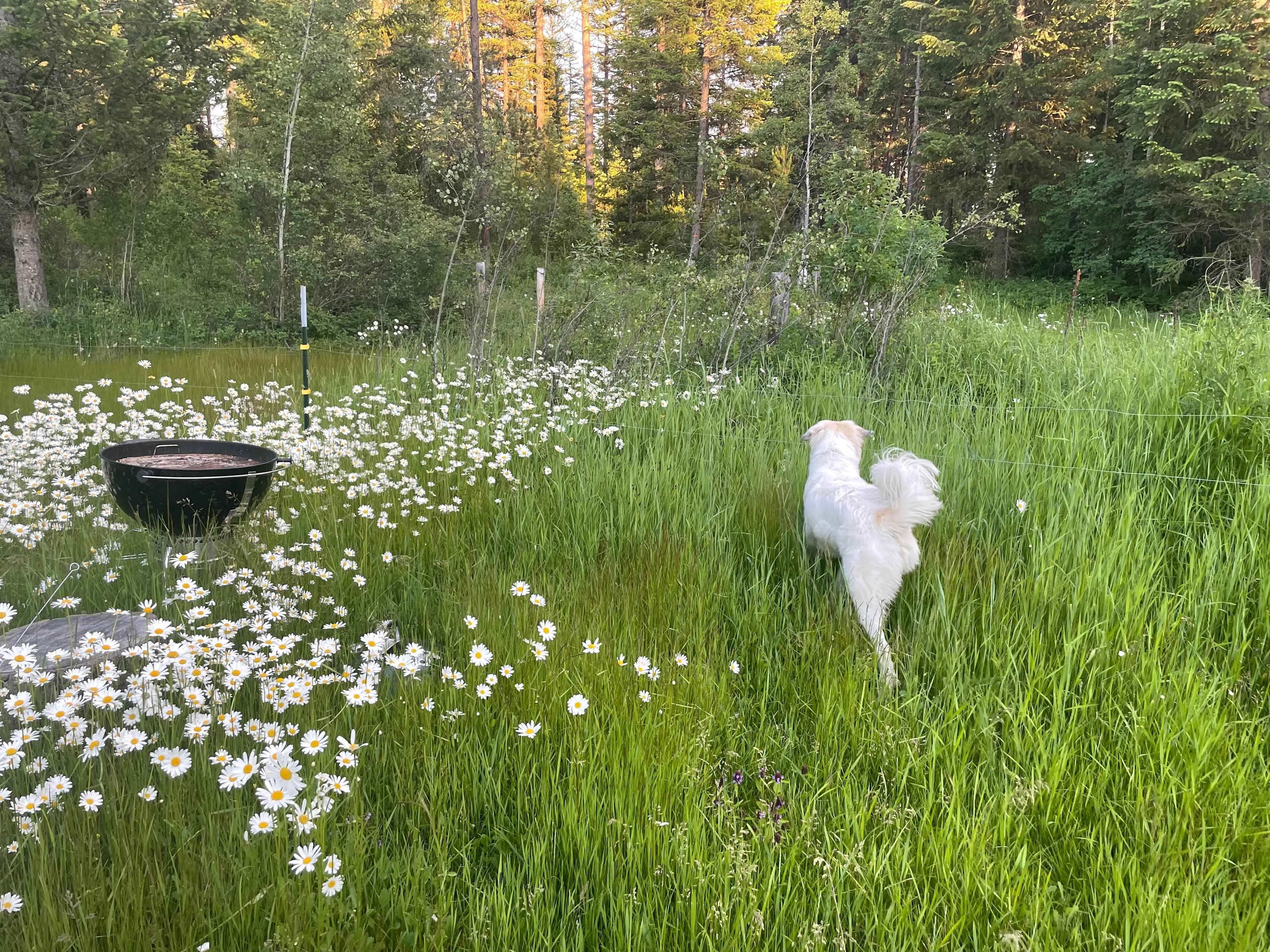 Camp Lazy Bear