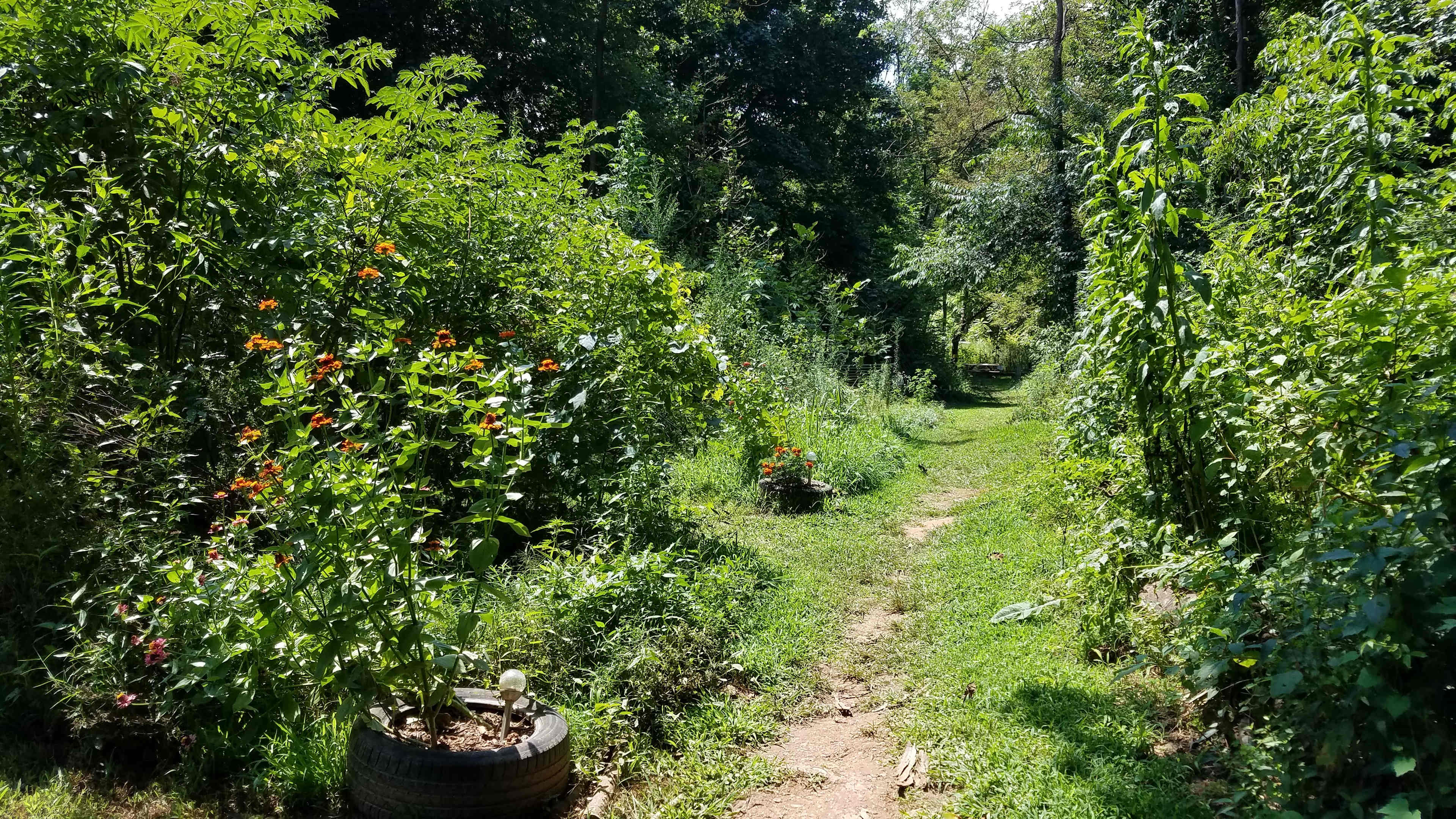 Picture of the site