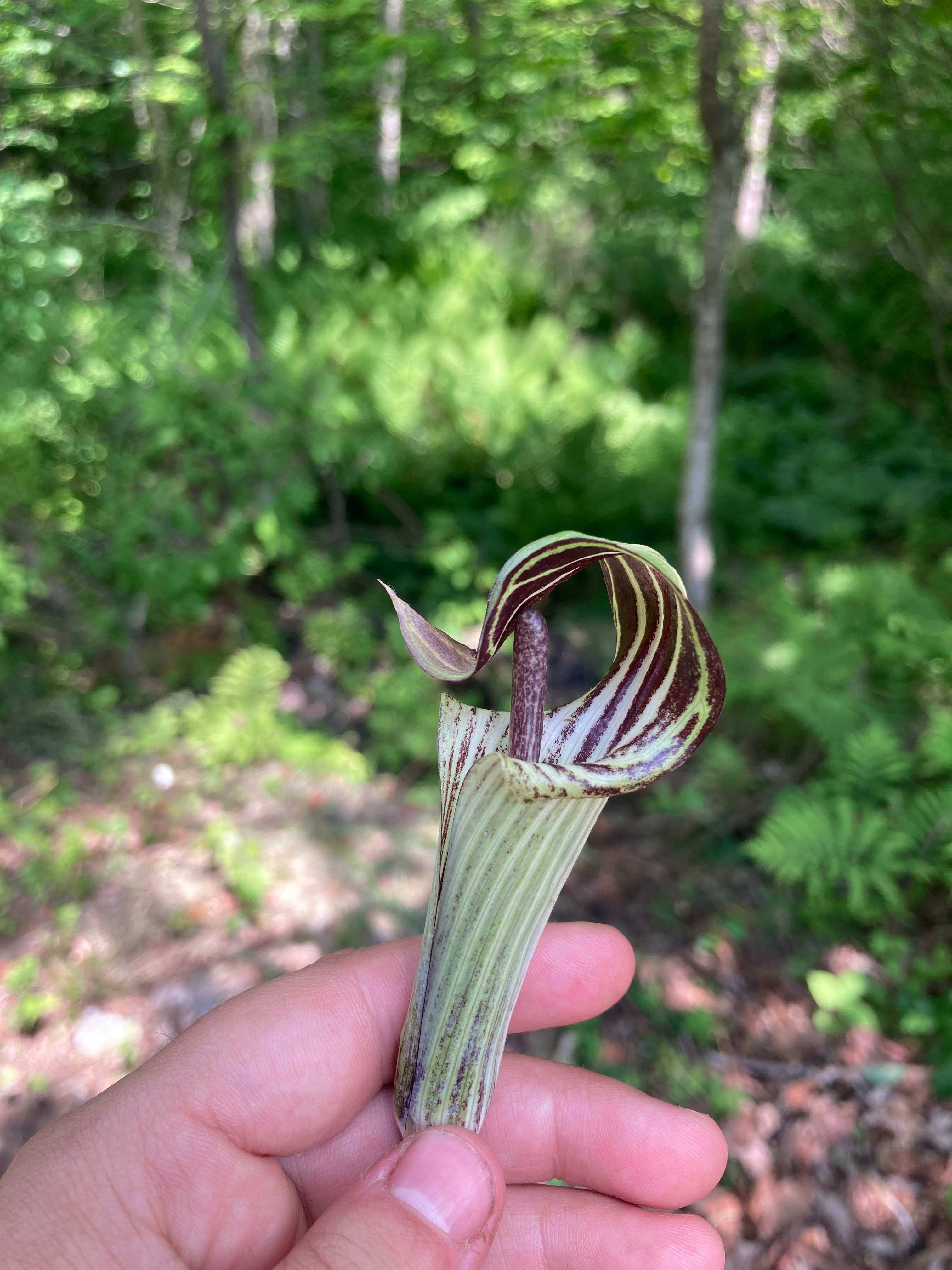 Jack - in the - pulpit native flower seen down by the creek. Lots of flowers in the spring 