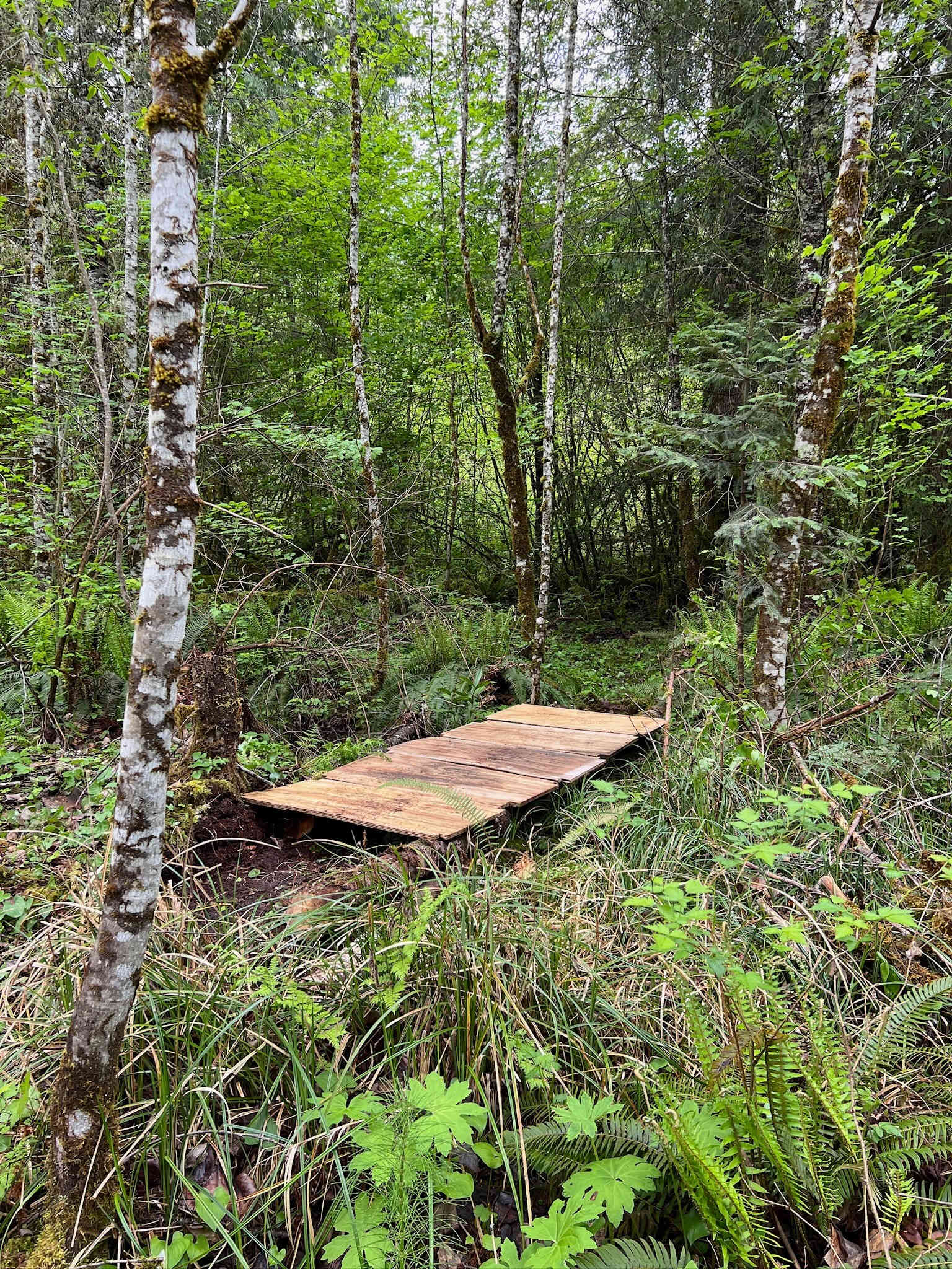 Twin Cedar Trail. 