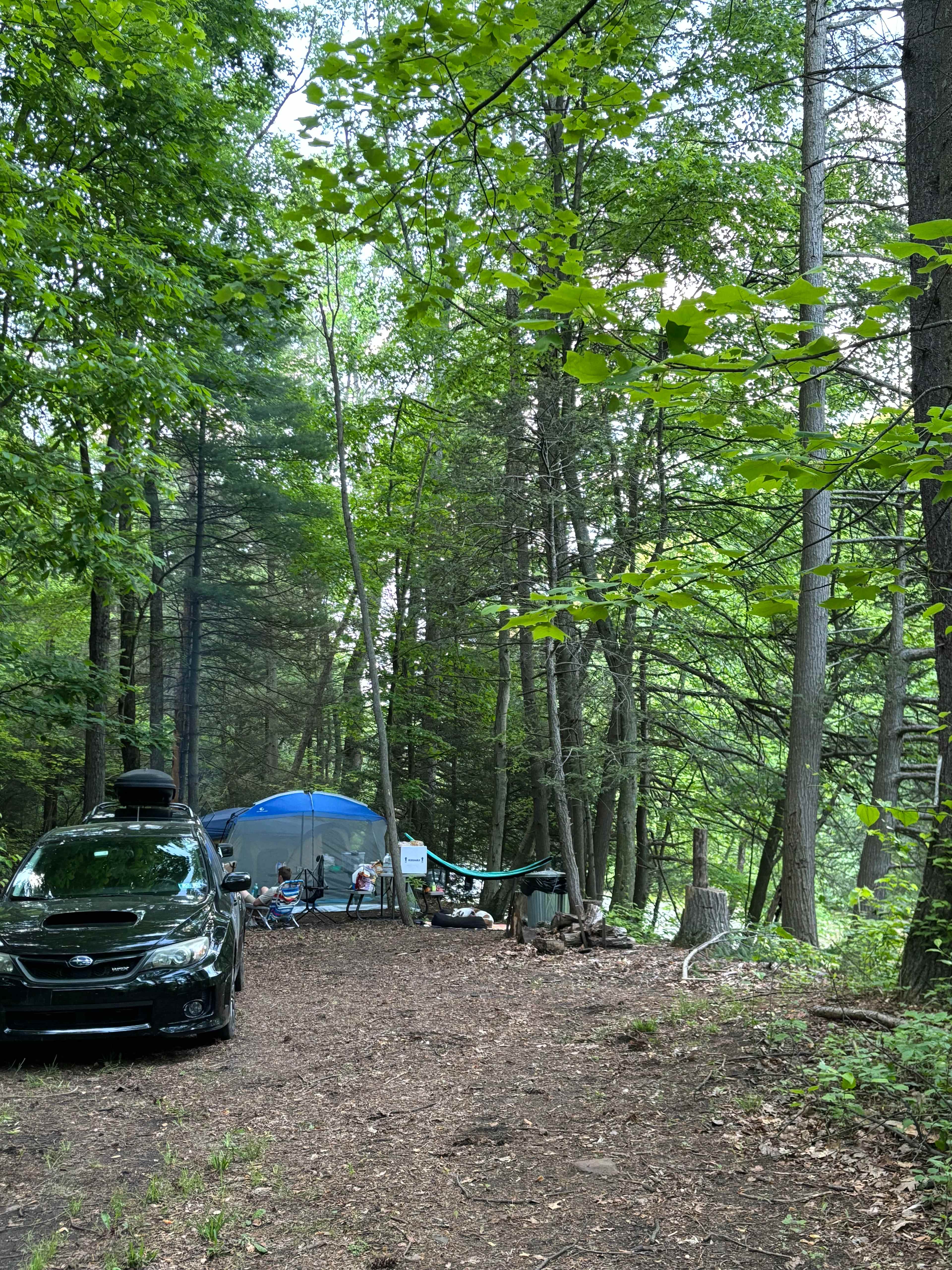 Picture of the site