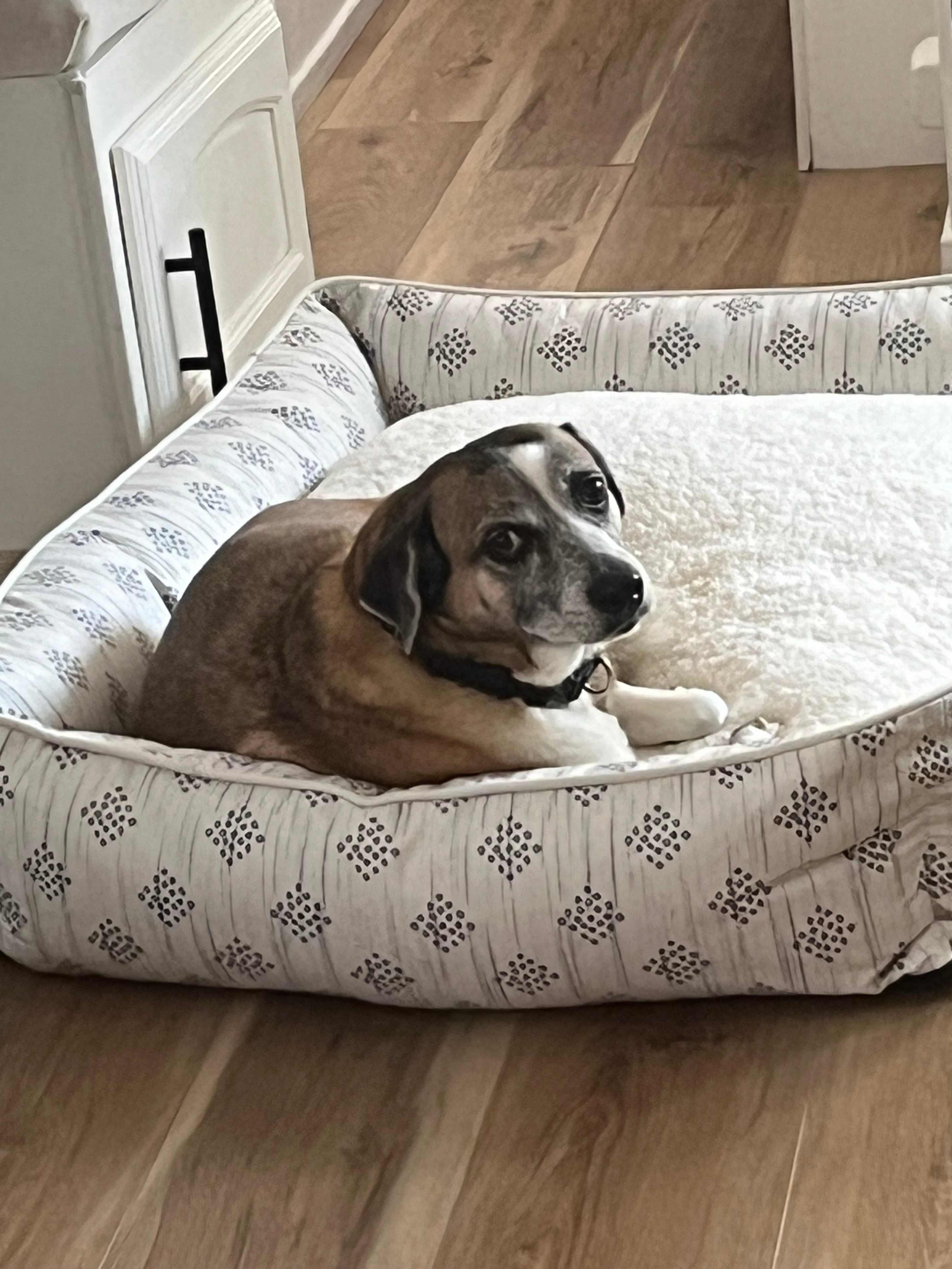 Sweetie relaxing.
