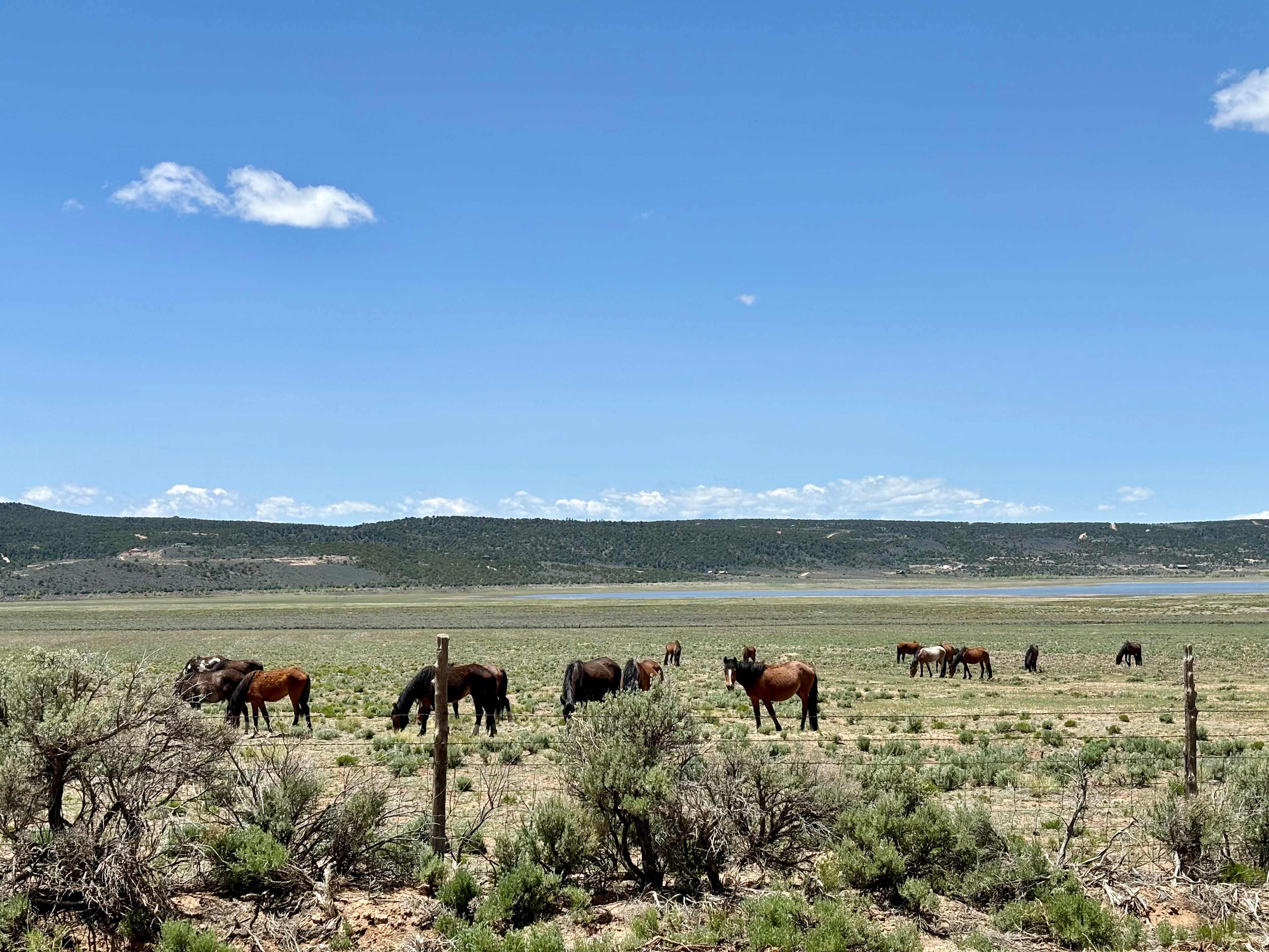 Camp Wild Horse Mesa
