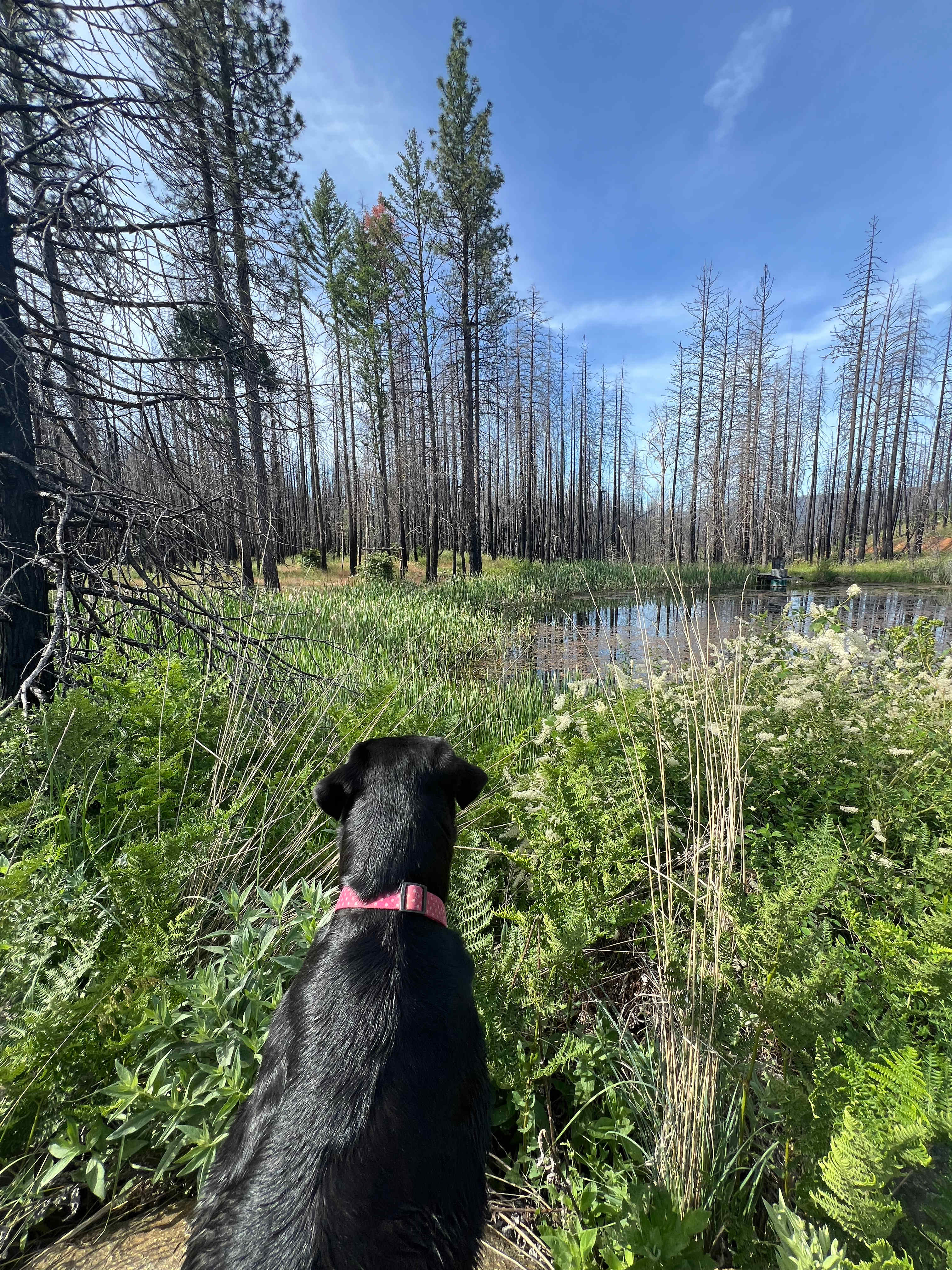 Coppercreek Camp
