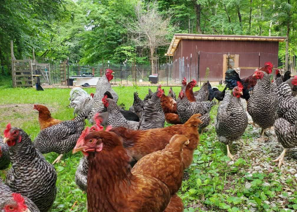 150 chickens on this homestead. The roosters have a tough guy complex and will 100% attack you. Approach at your own risk. Kids = Chickens in Barn 
