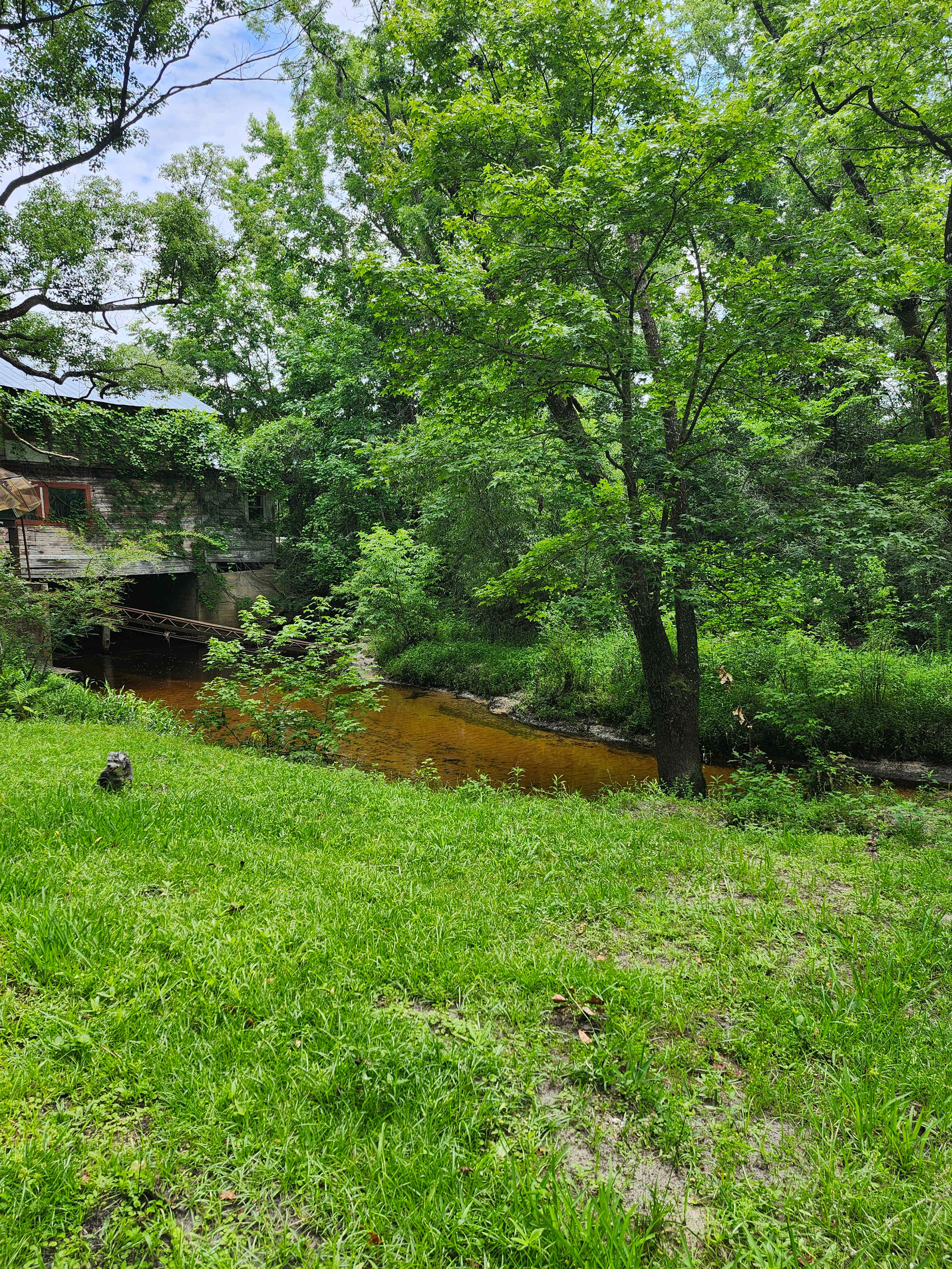 View of Telogia Creek and Shepard's Mill (Dog not included)