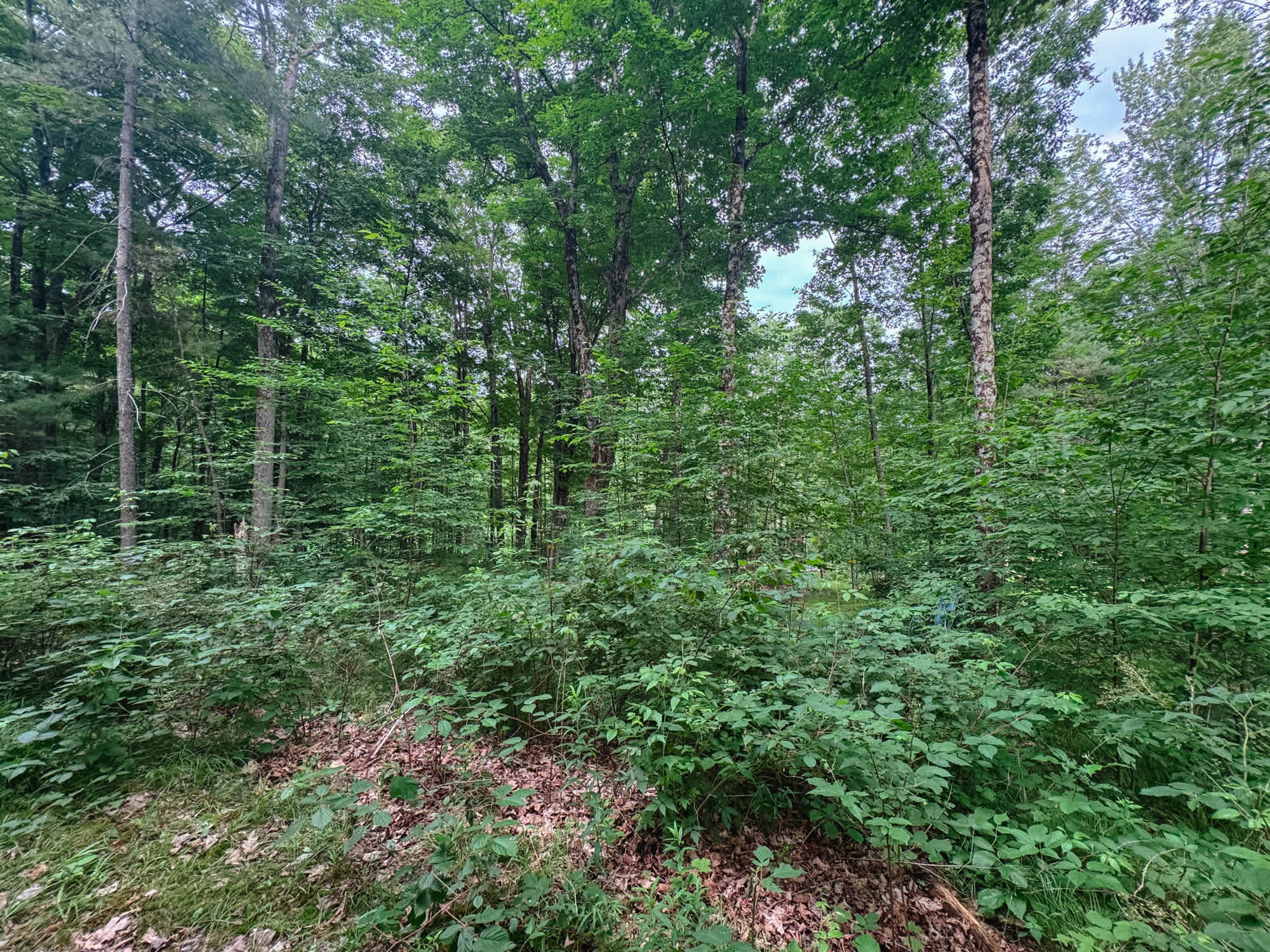 Dense forest on the other side of the site, more privacy!