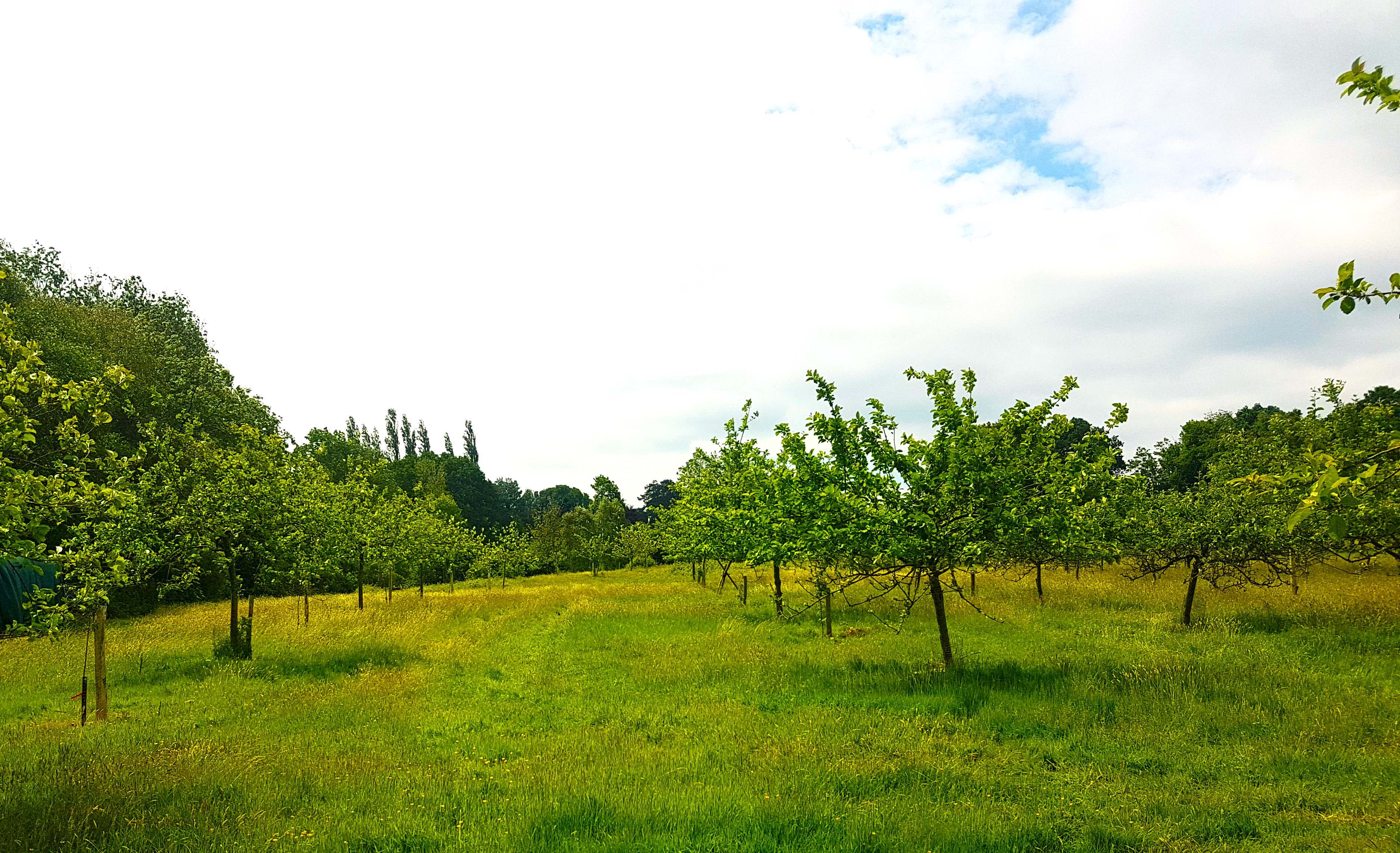 Plum Camping in May Tree Orchard