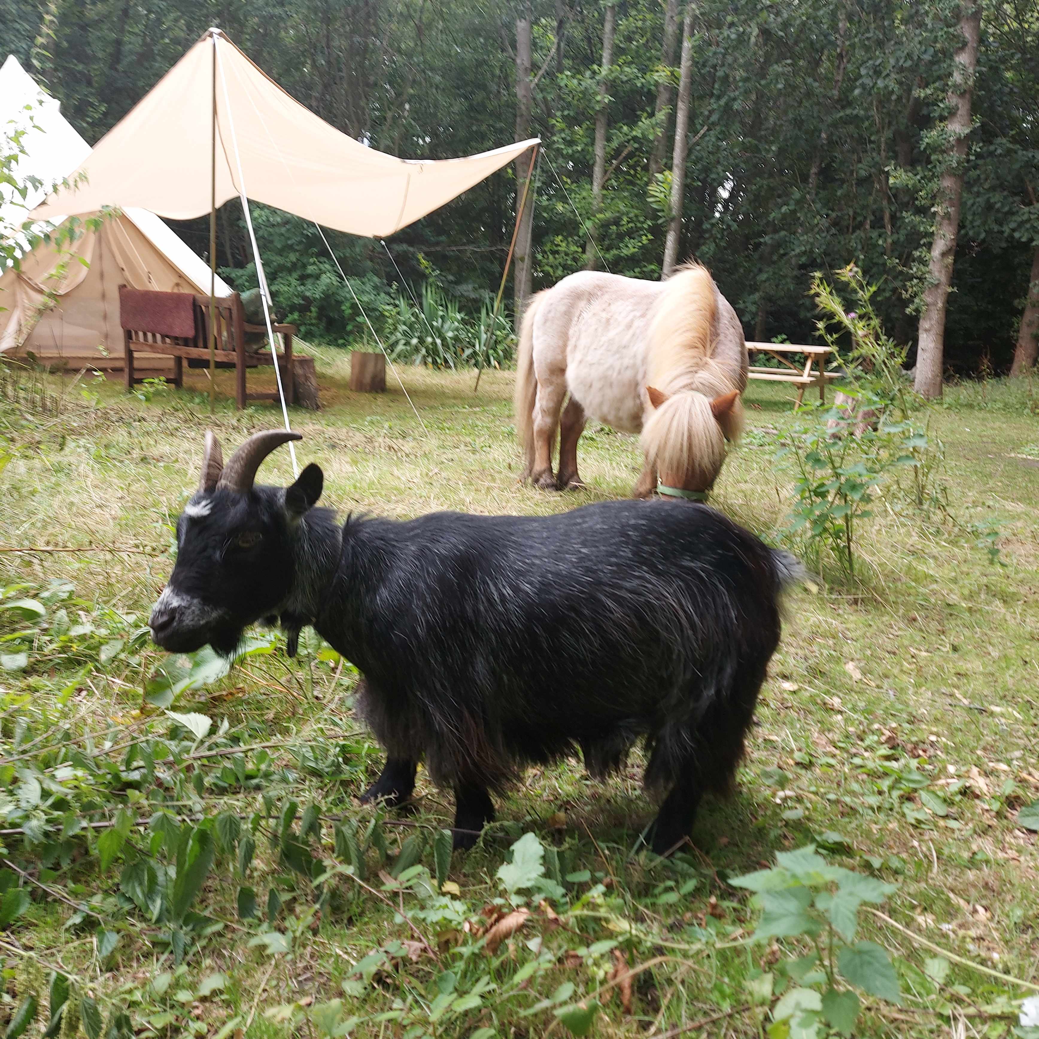 Dogwood Cottage Campsite