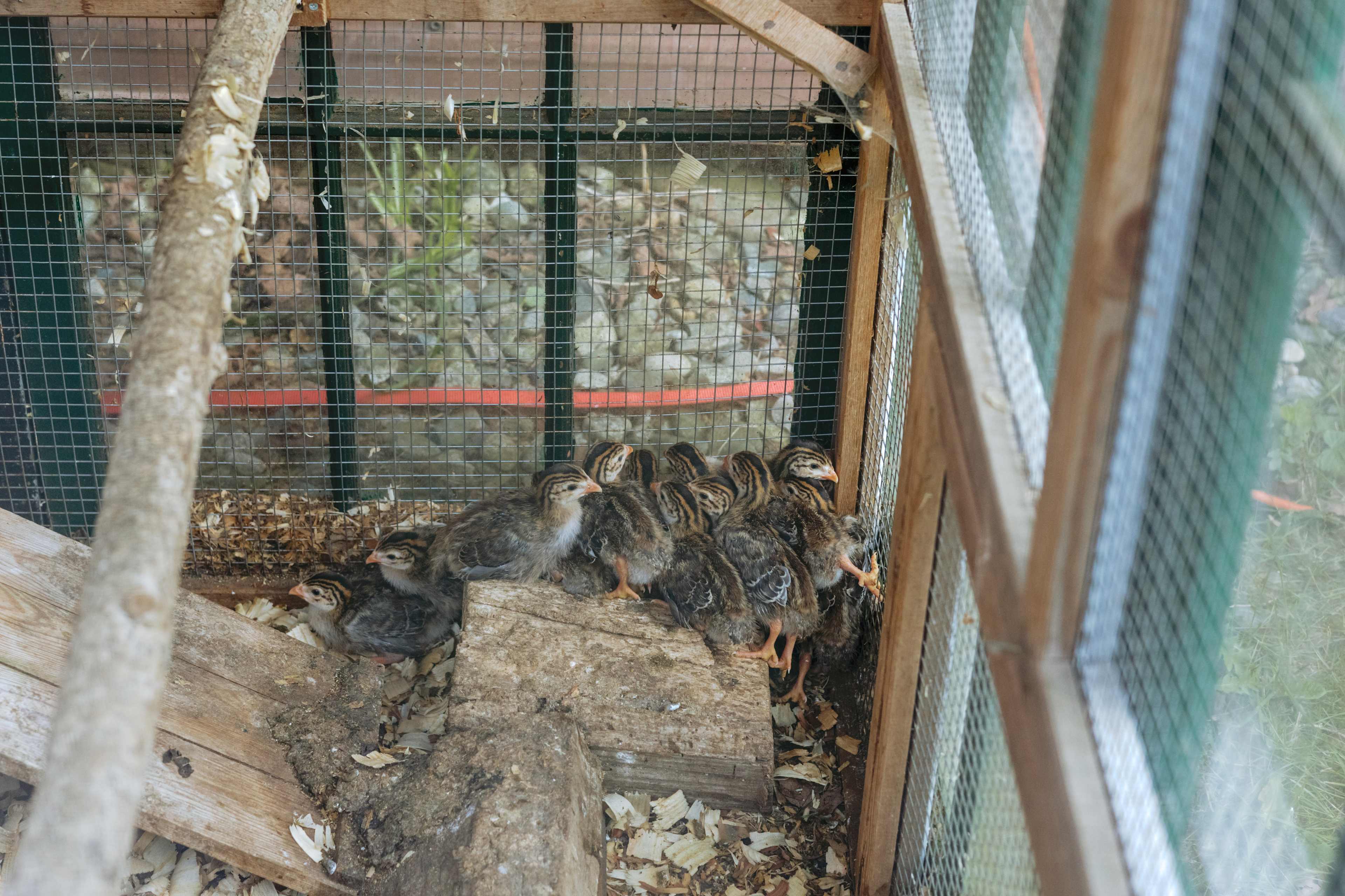 Janet and her husband recently got Guinea Hens which were so cute! 