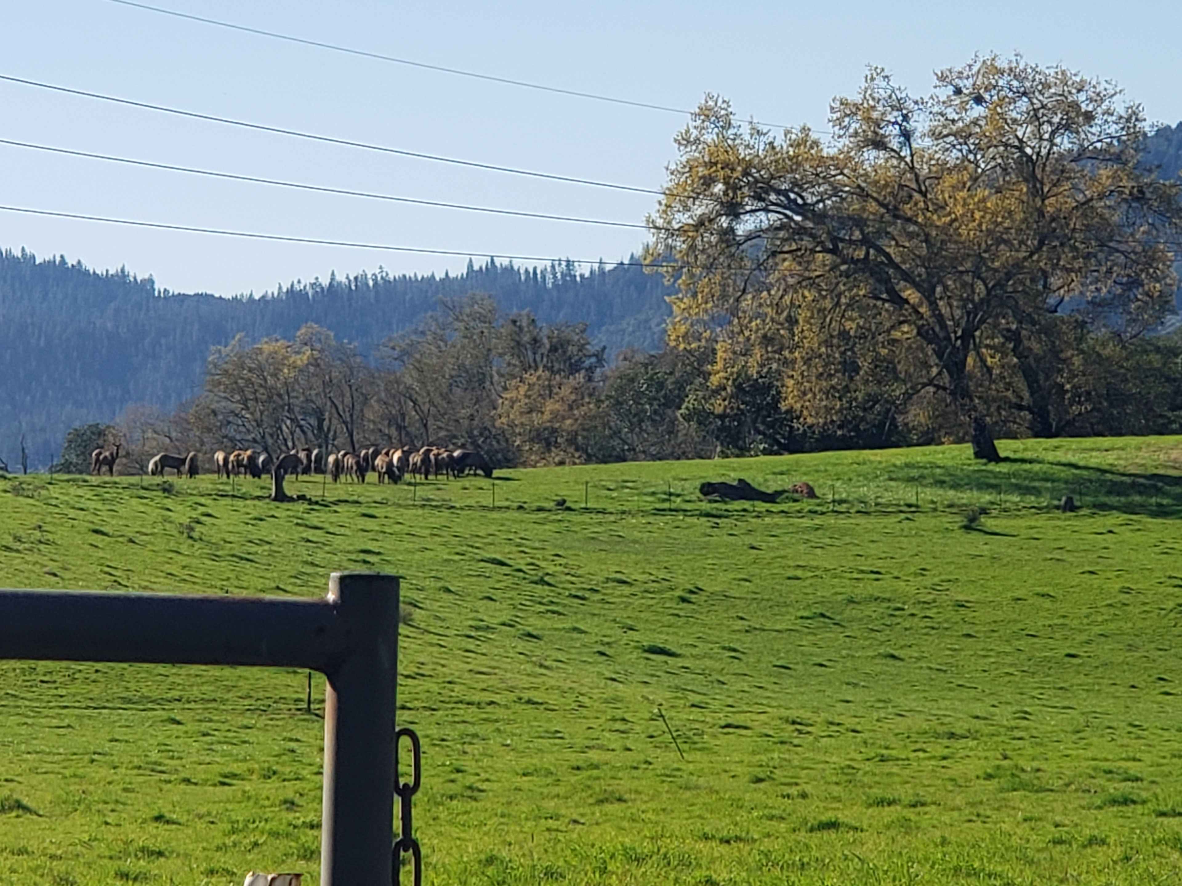 Wandering Elk