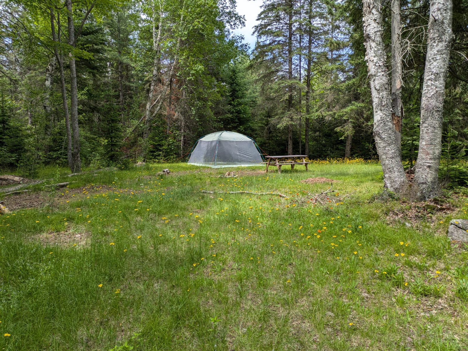 Campsite in the Pines with Canoe