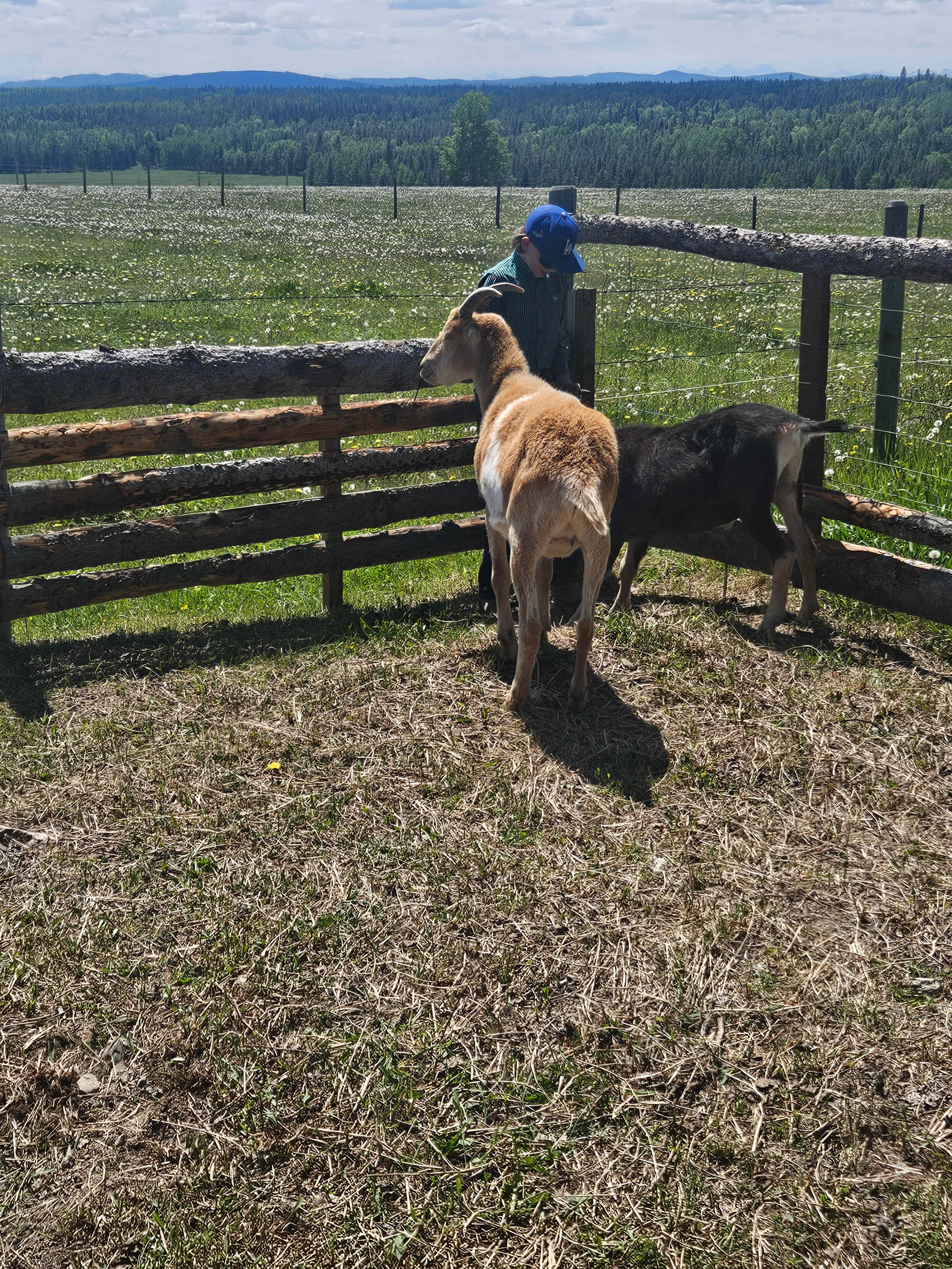 Cannot believe how big my goats have gotten! 