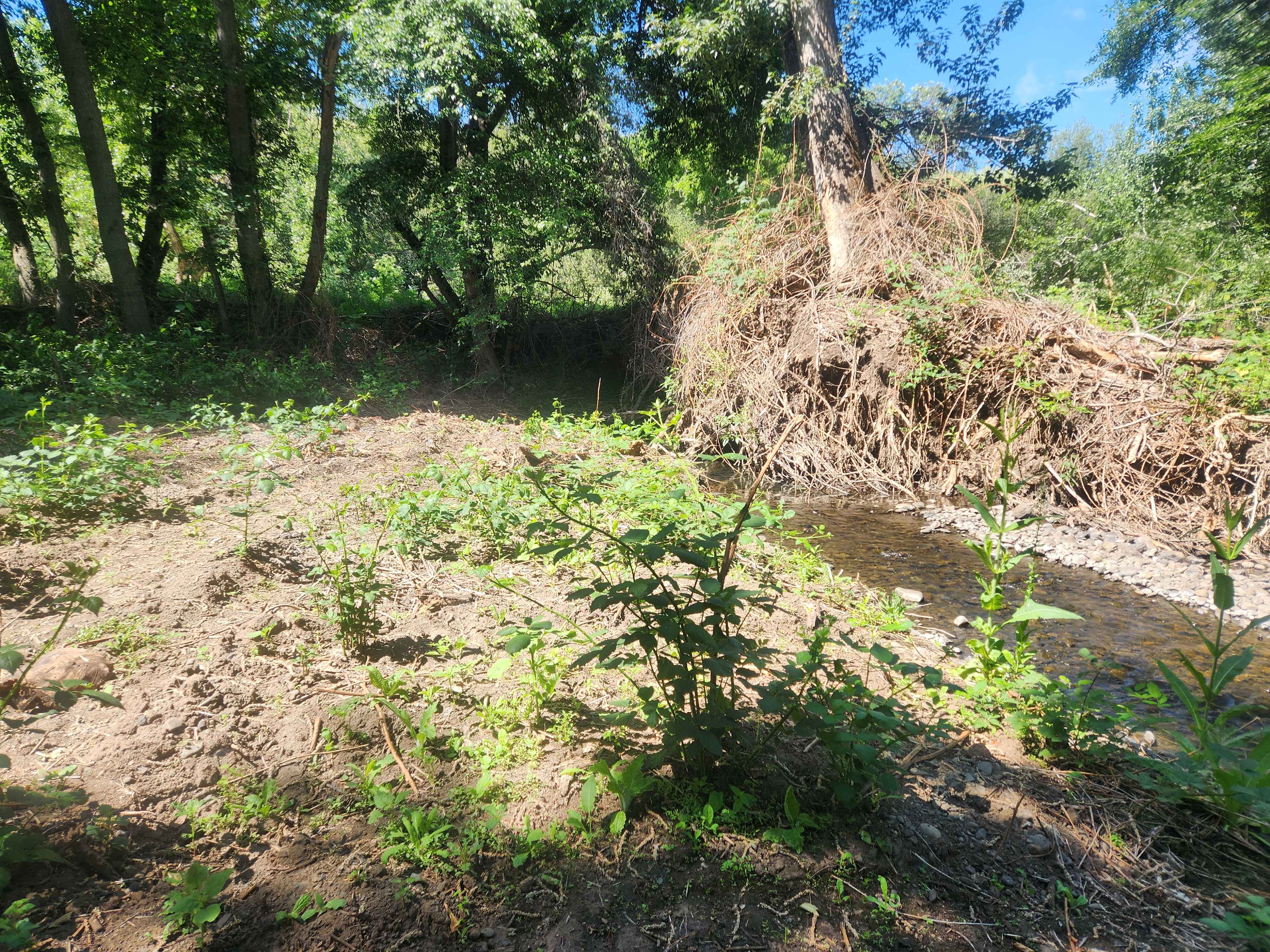 Picture of the site