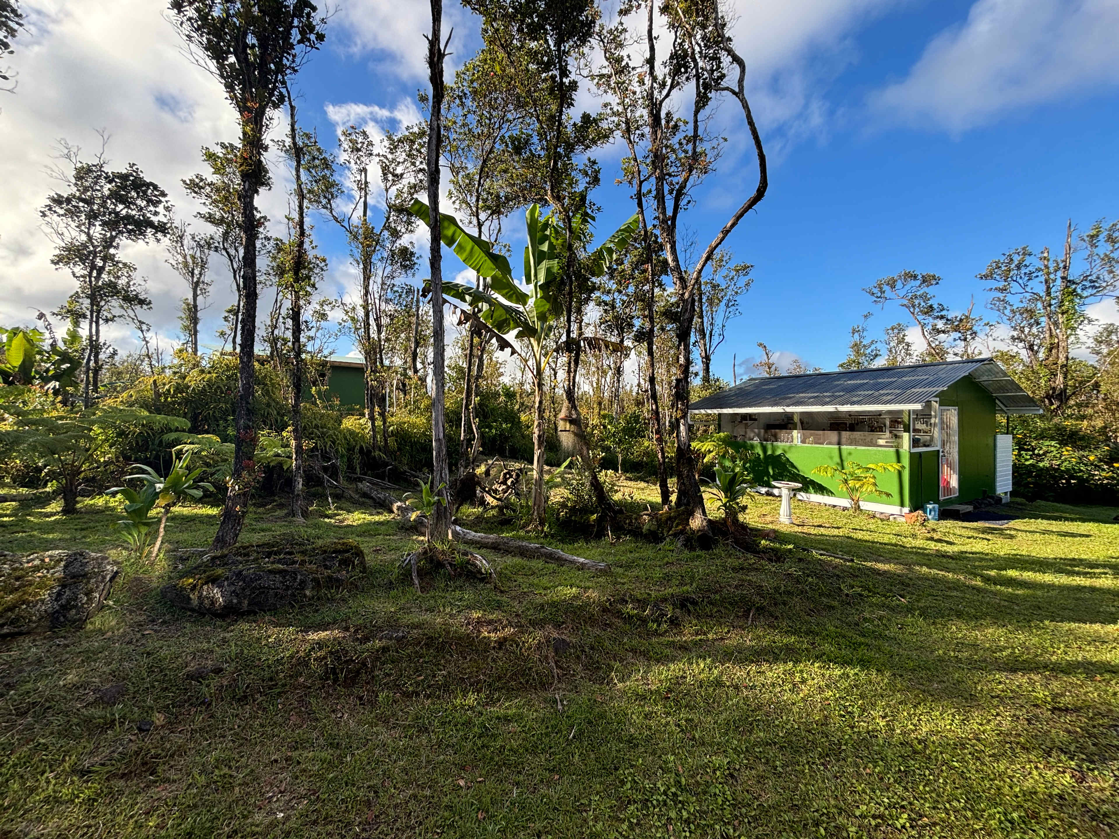 Rainforest Haven