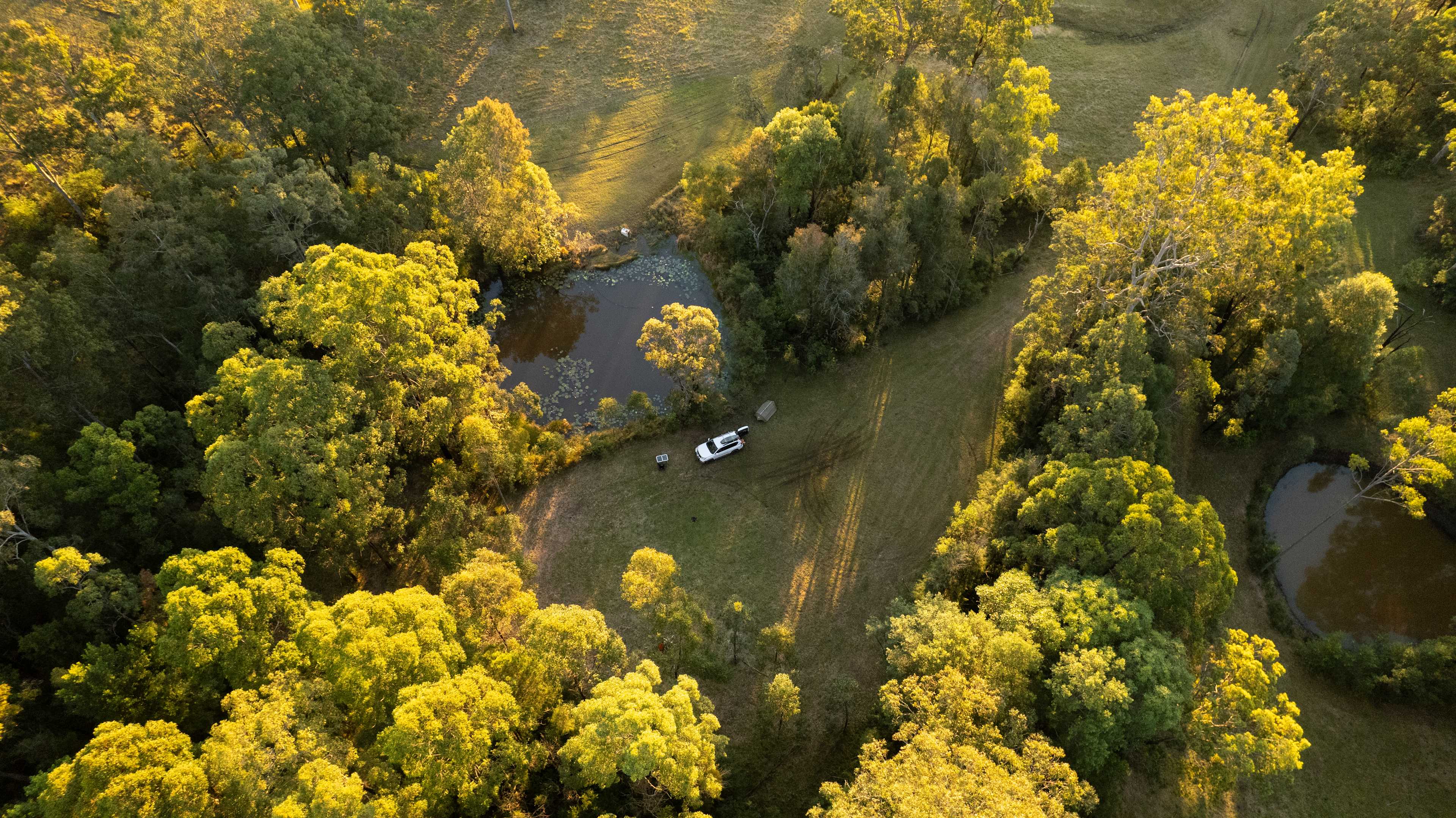 Evening light through the trees