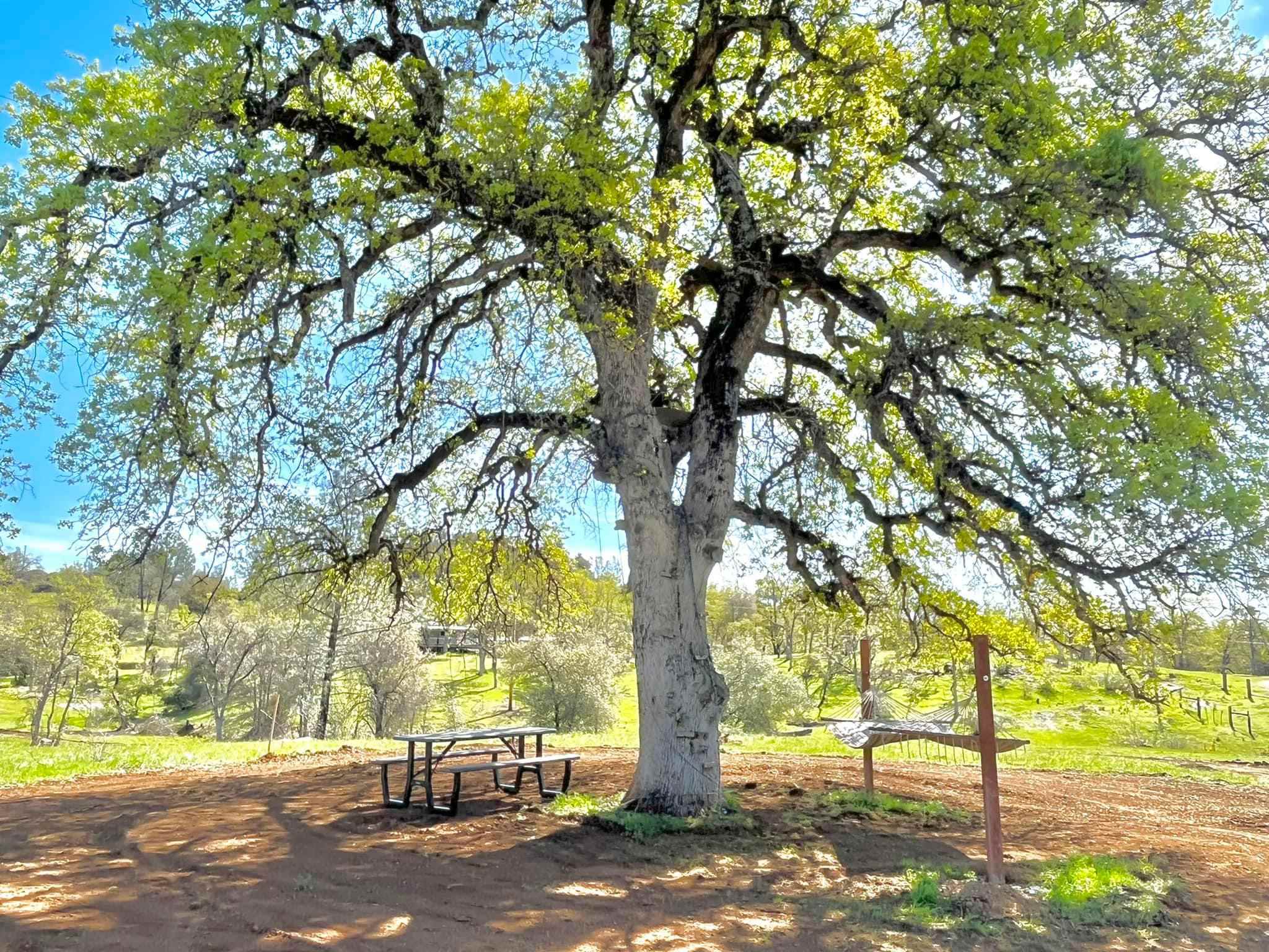 The Big Oak Tree campsite 
