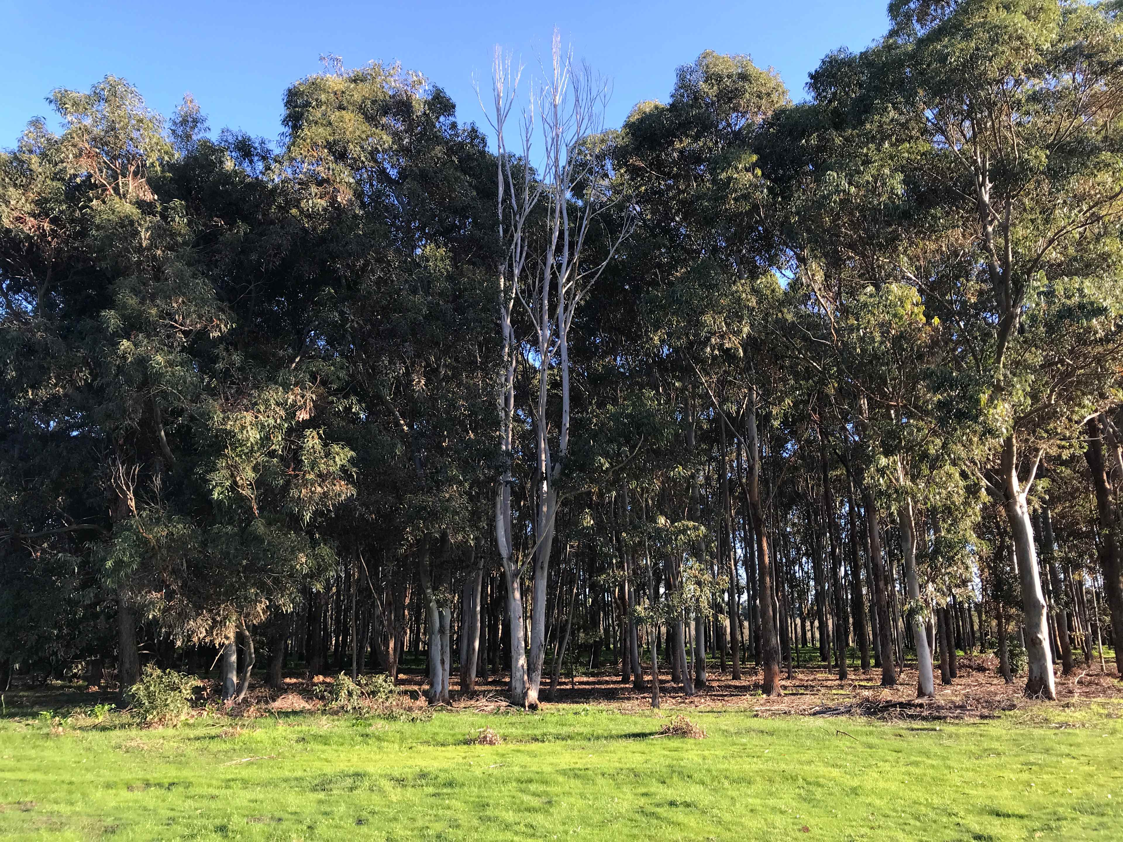 Picture of the site
