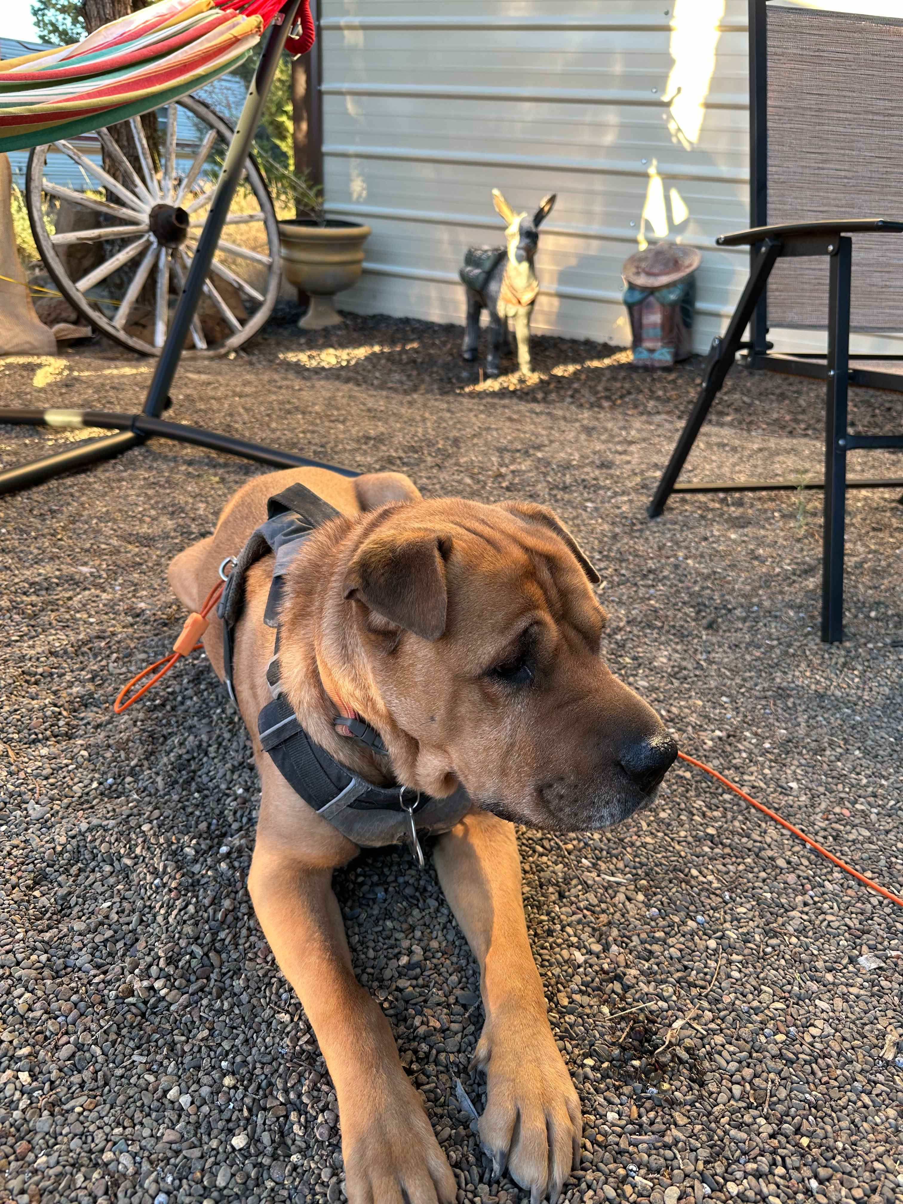 Leash optional. 