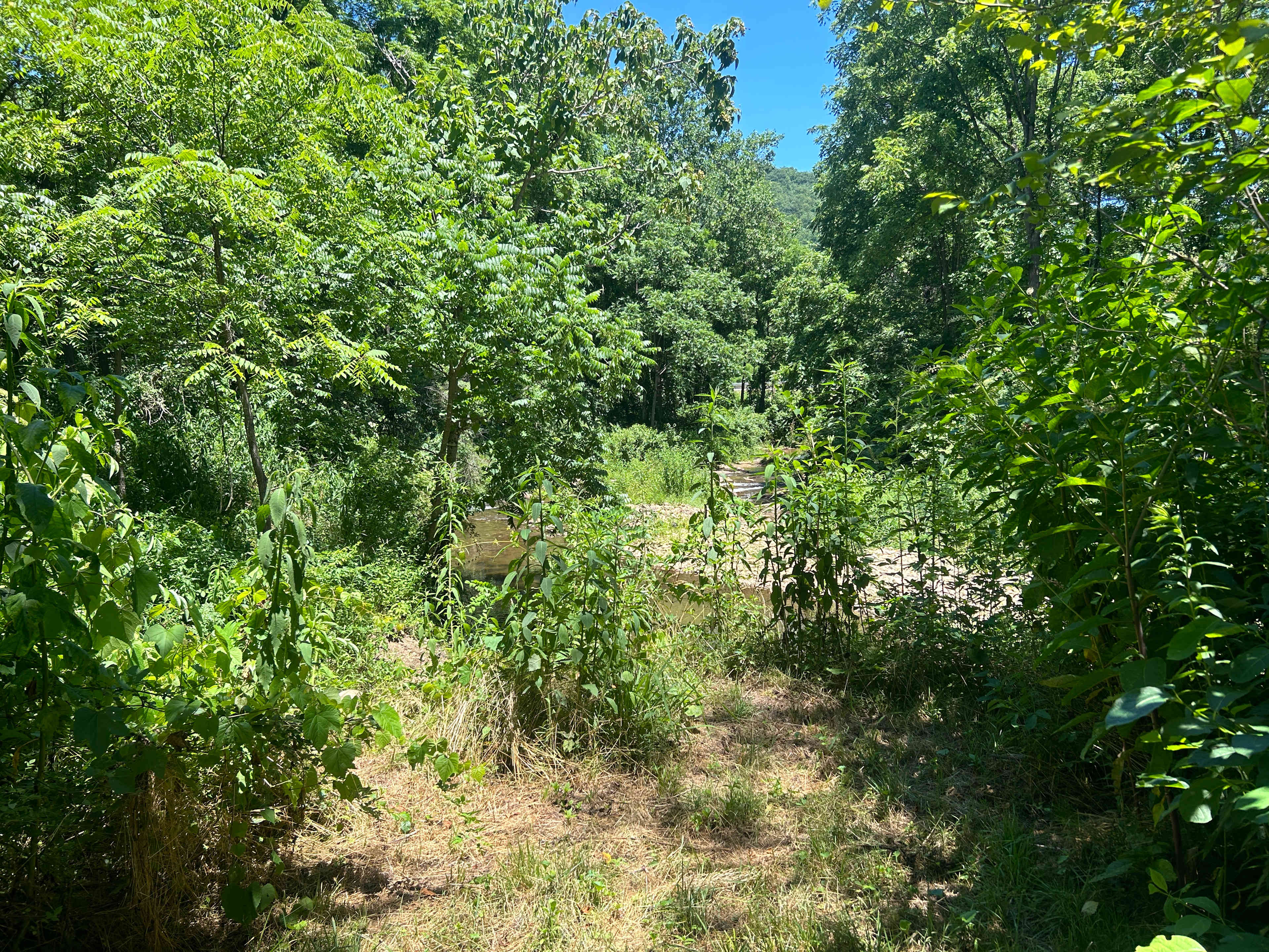 Picture of the site
