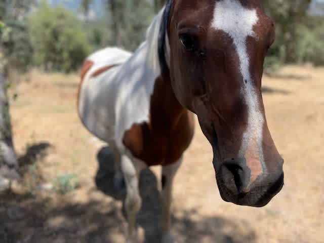 Camp ikigai Animal Sanctuary 501c3