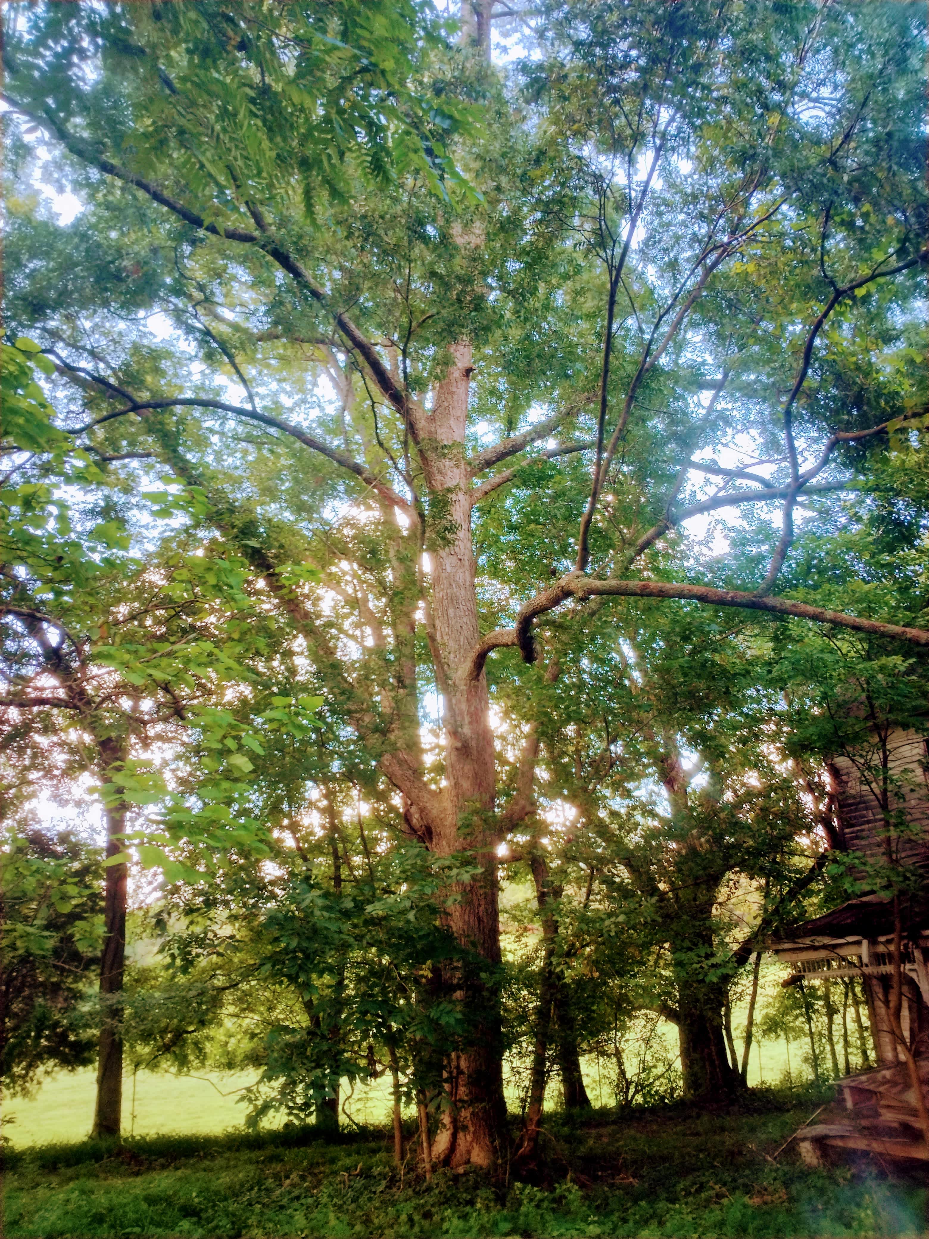 Laurel House