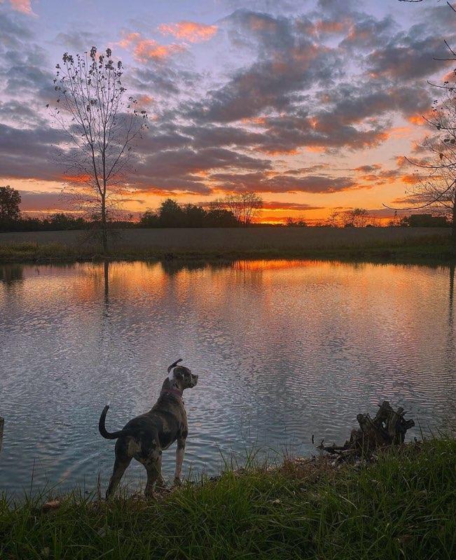 Good Knights Reserve