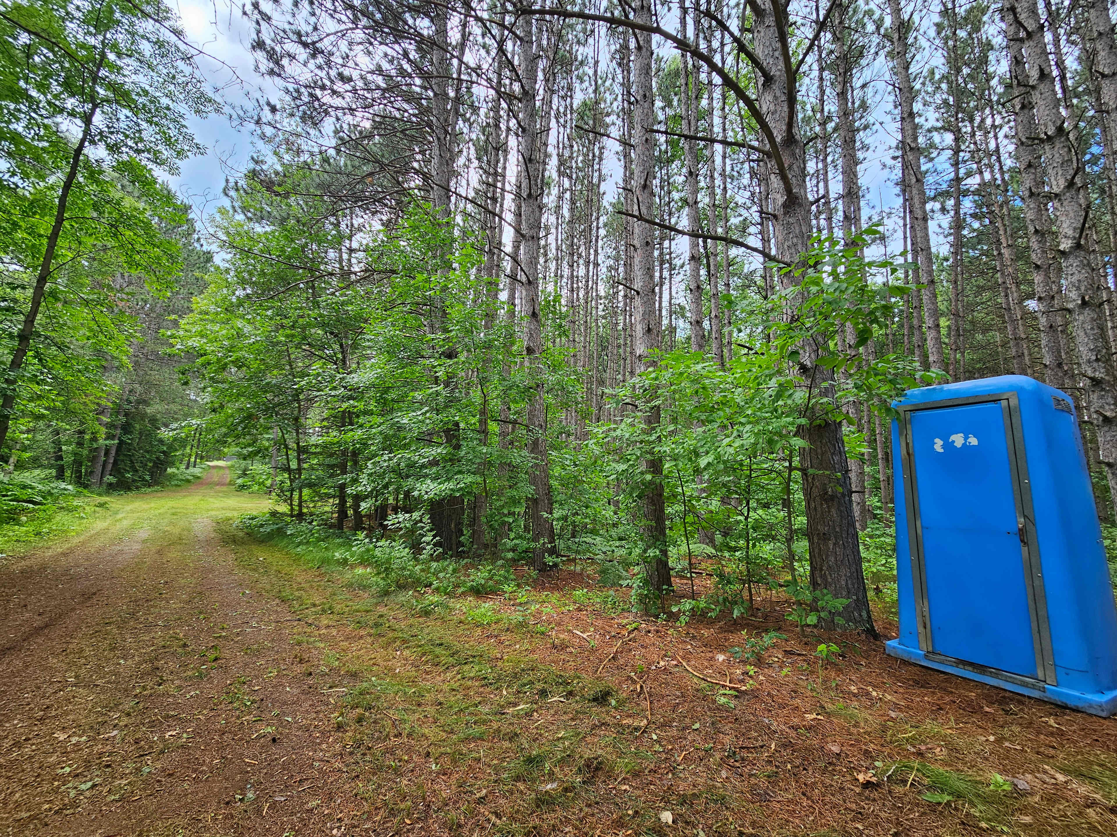 Camp among the pines on Little Jay