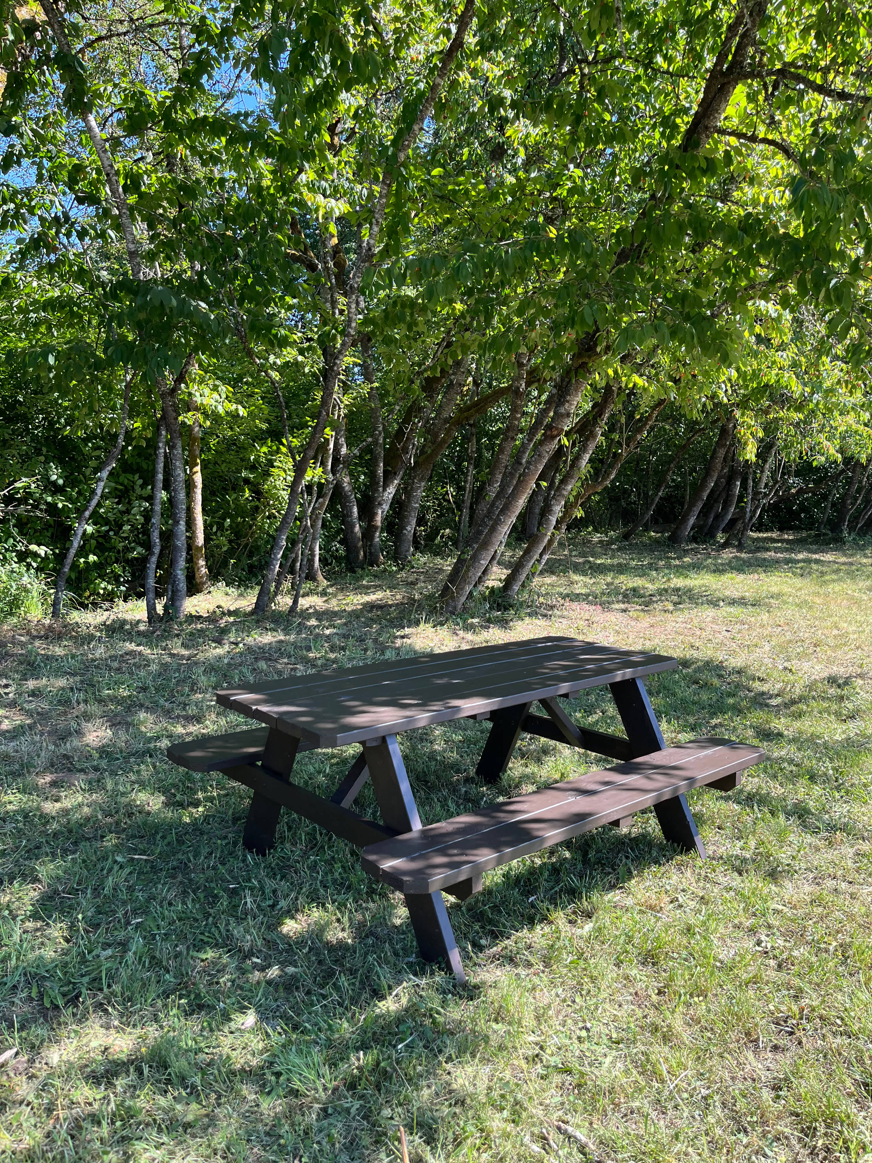 Small cherry tree grove alongside the campsite.