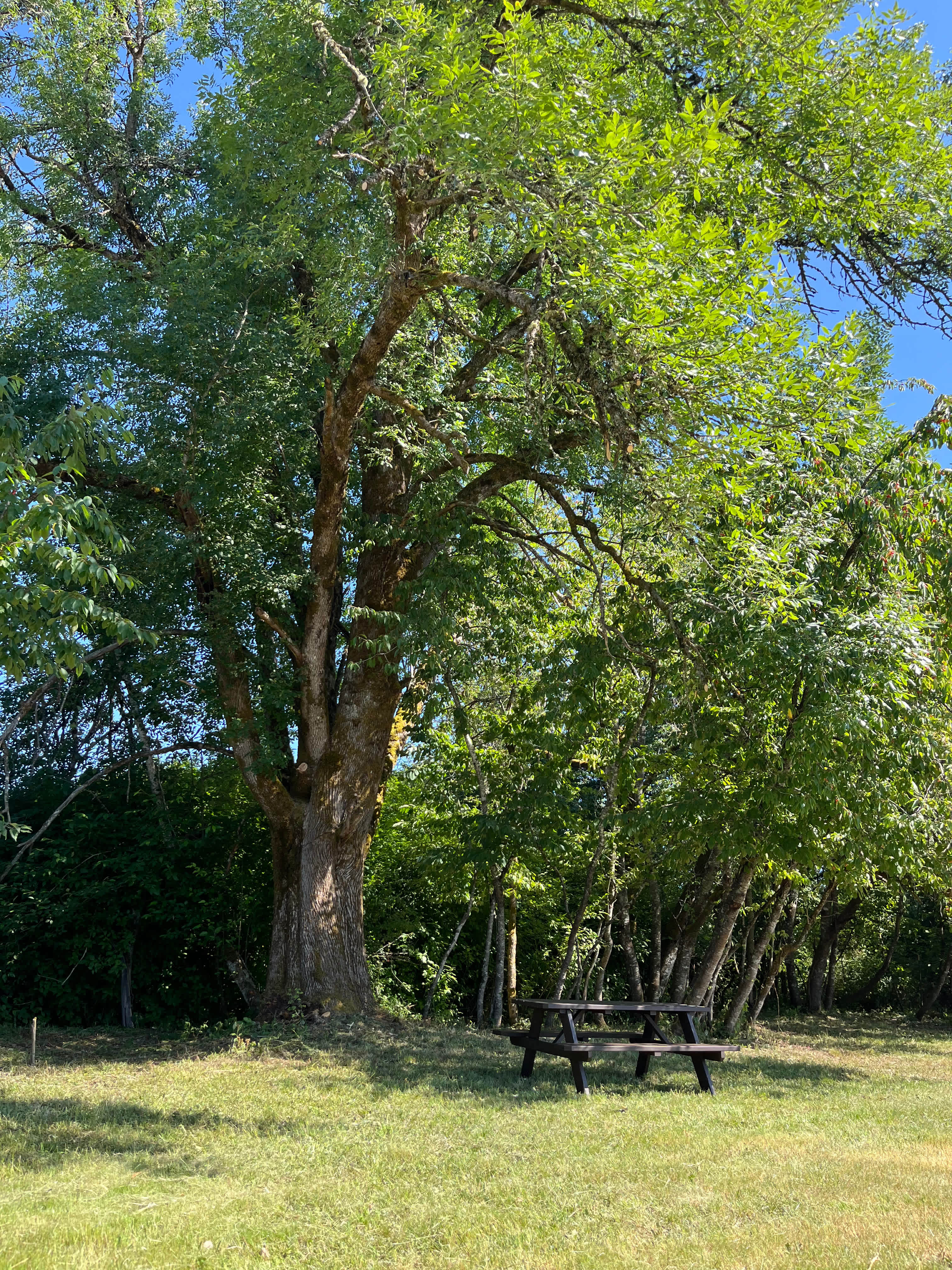Enjoy meals under the shade of the oak tree.