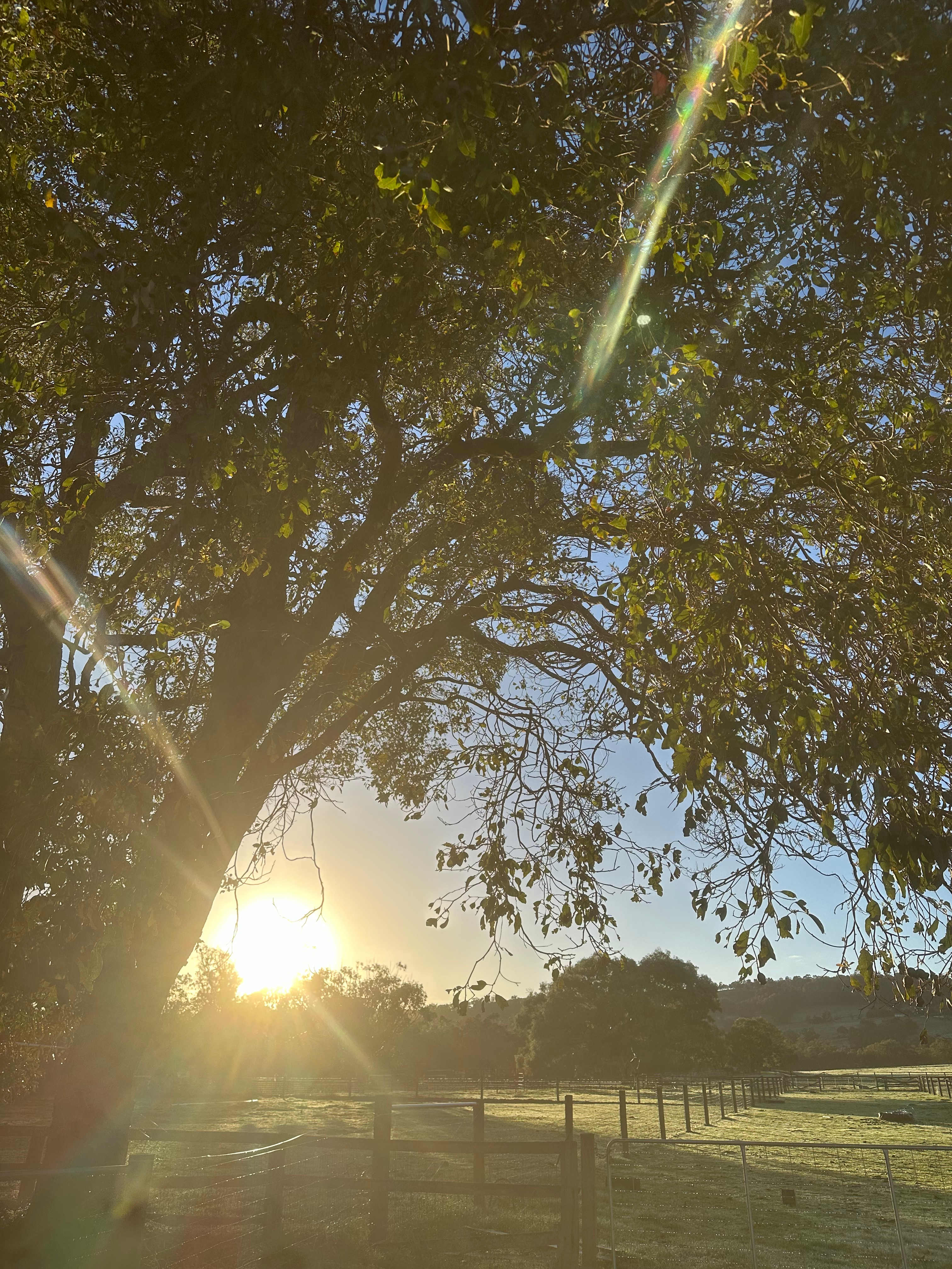 Yoga on the Farm