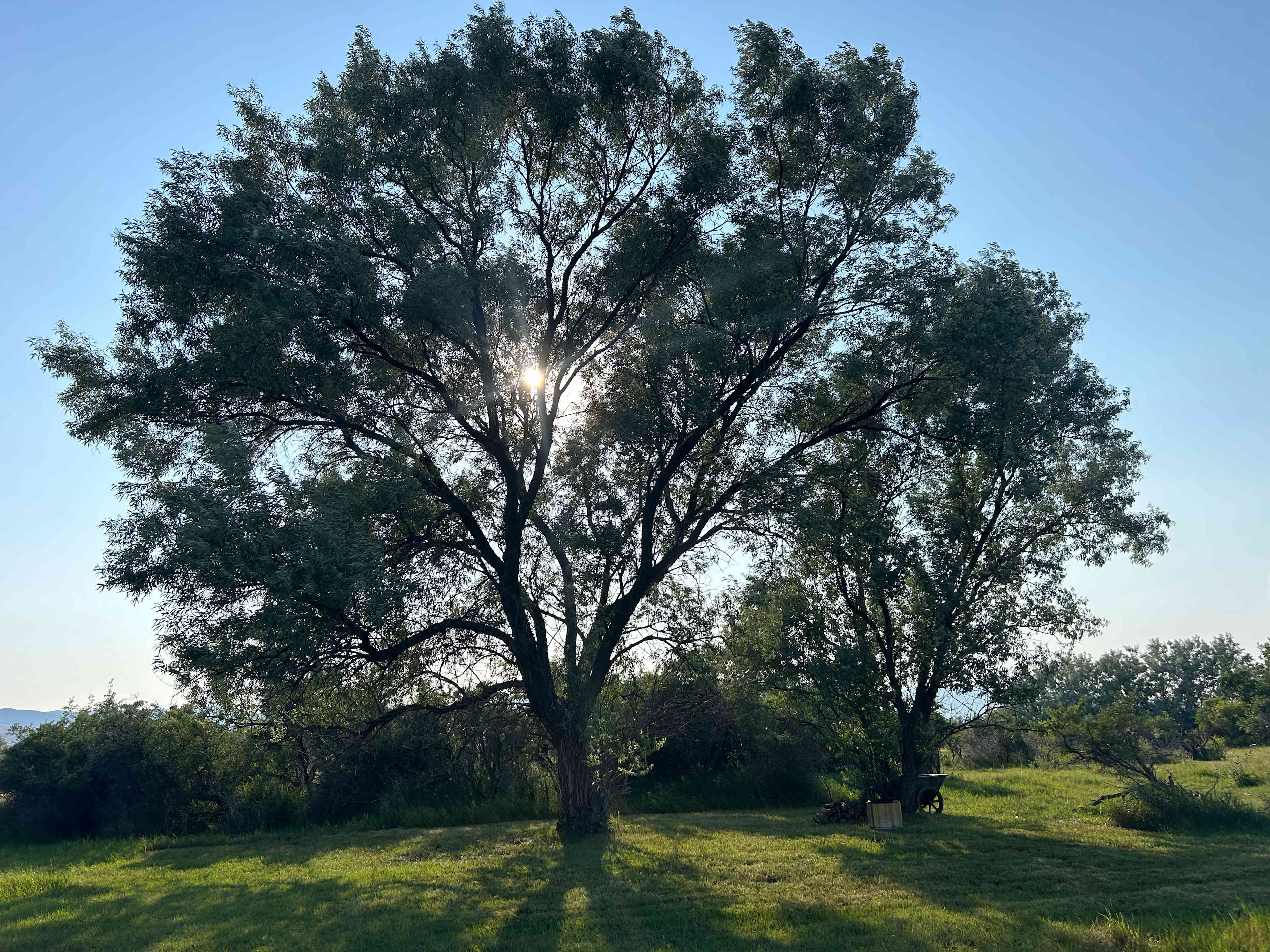 Two Tree