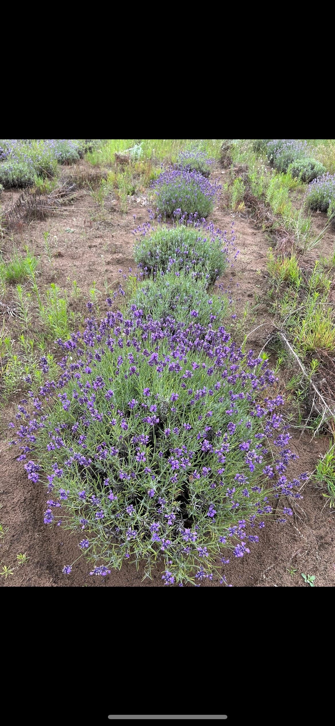 Lavender-Buzzed