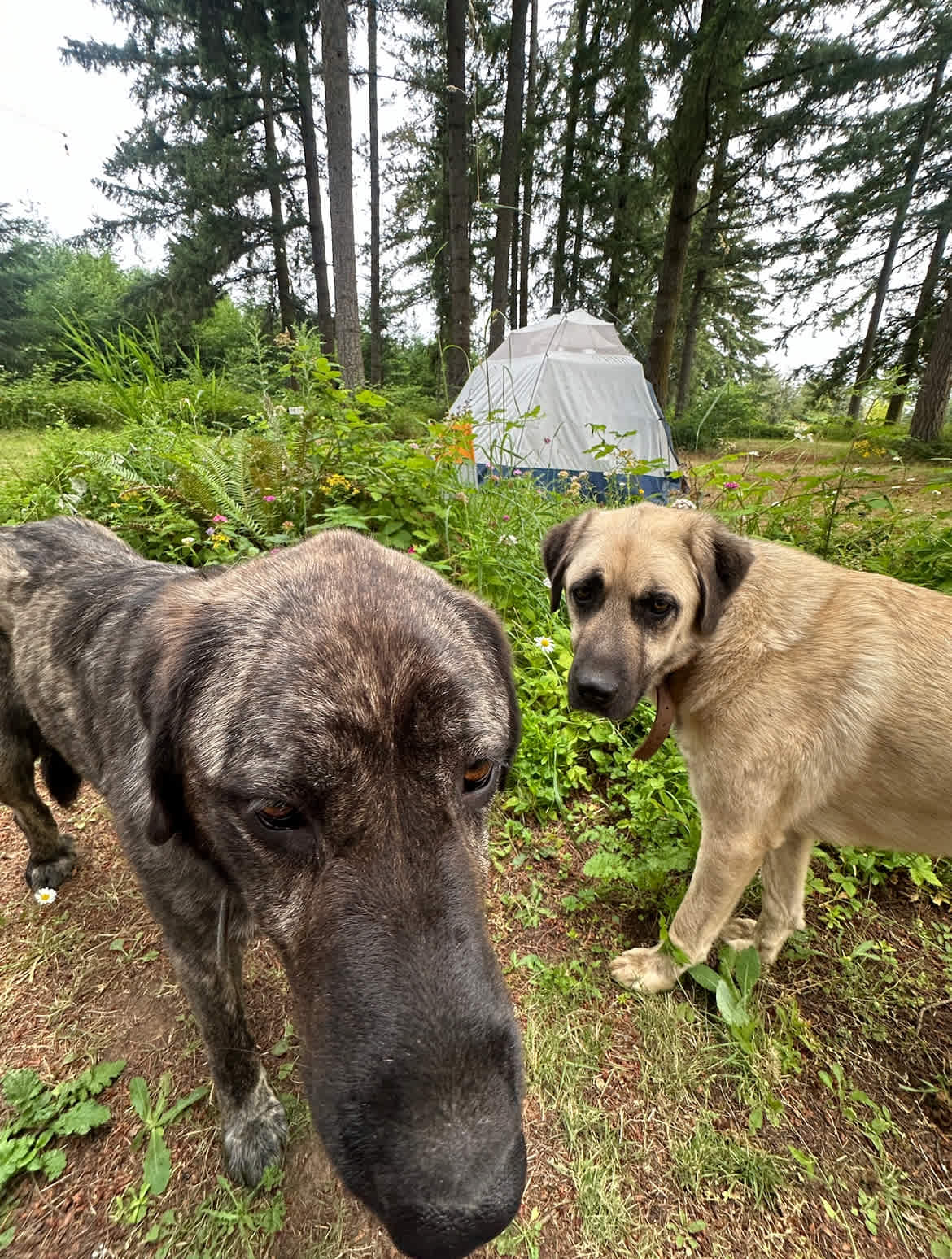 Mark introduced Shadow and Luna to us before they visited the site on their own. They work the property to protect the space, but love all the pets. Impressed by Marks intention around introductions. 
