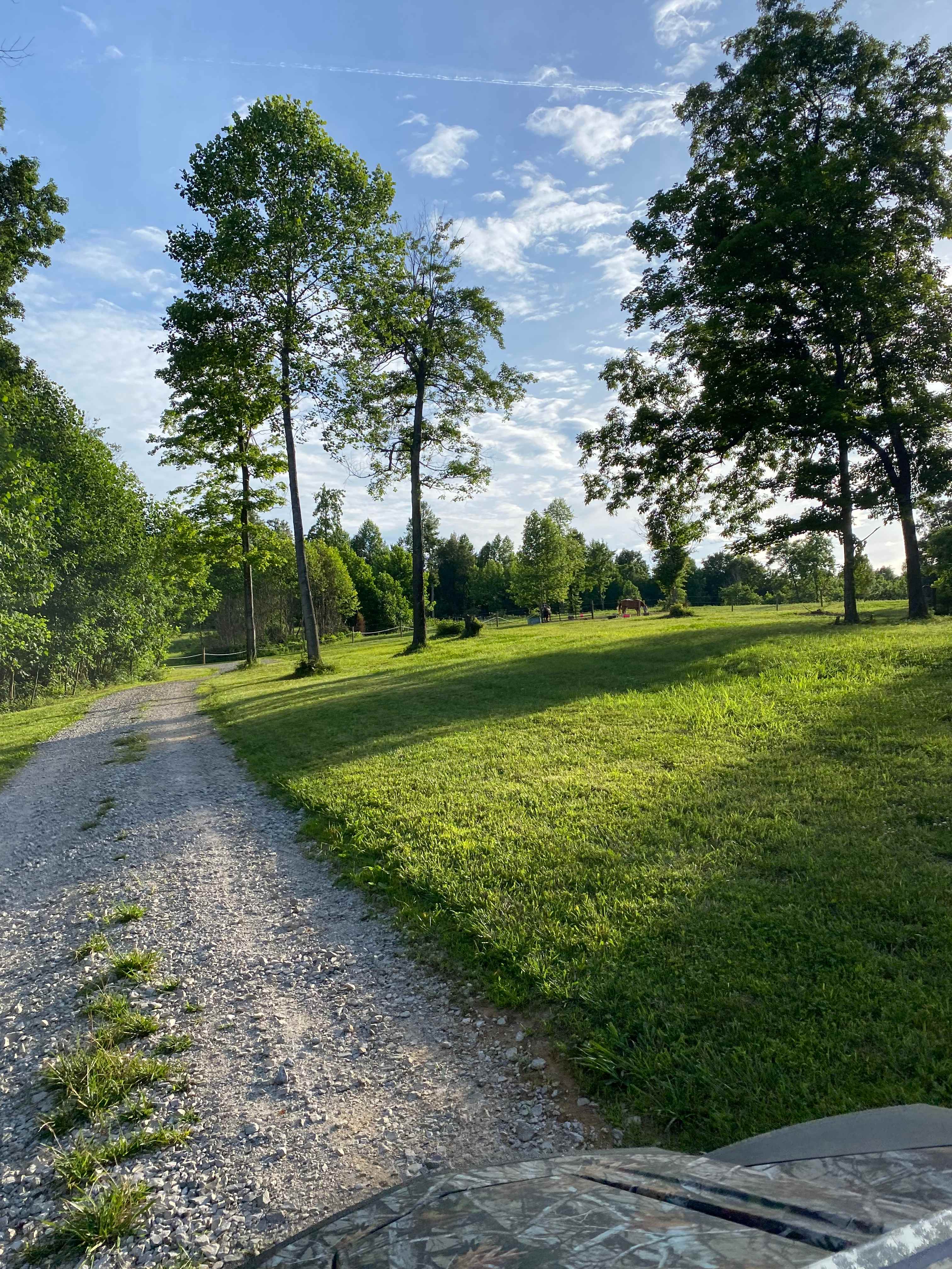 Pine horse farm