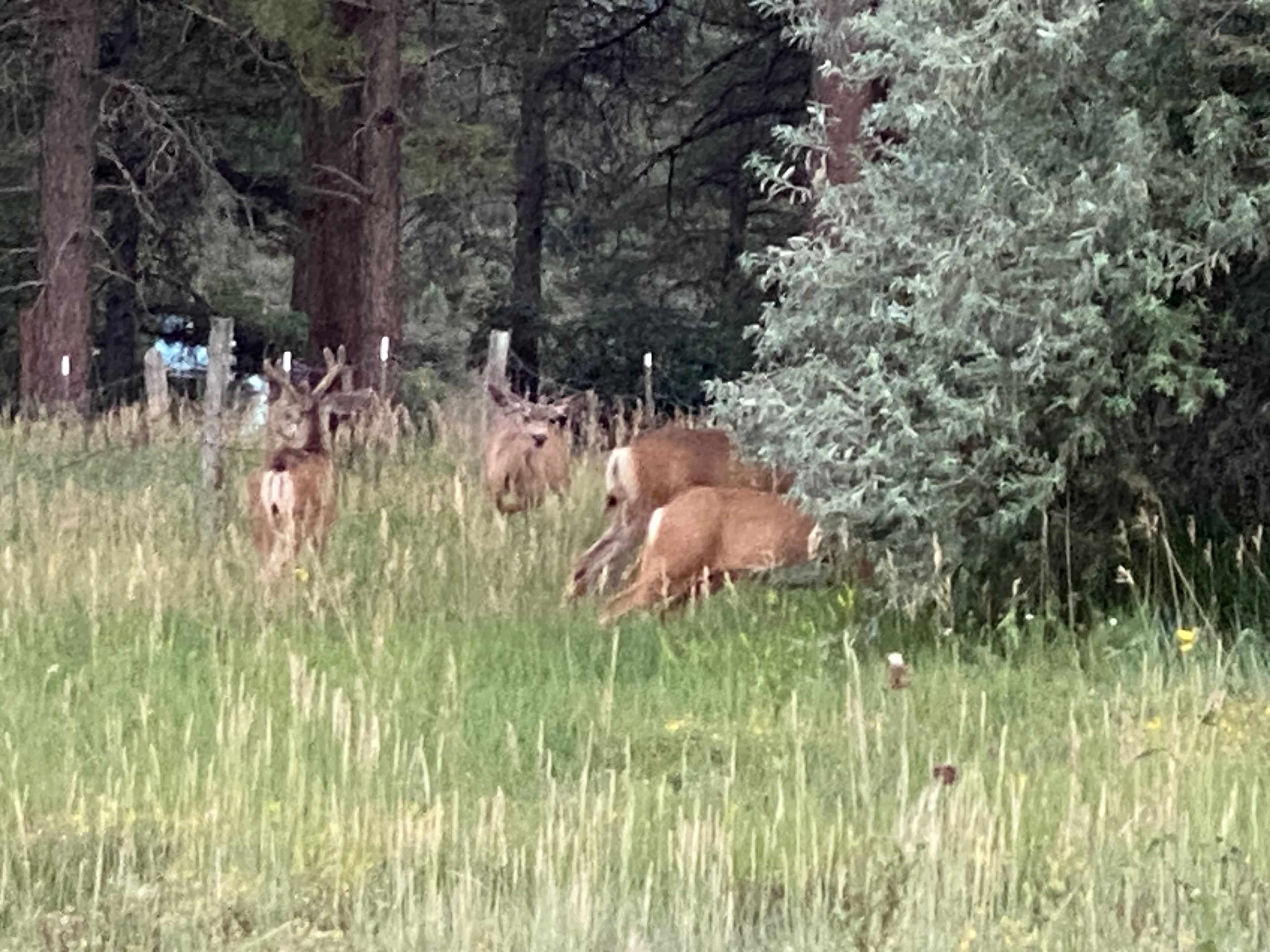 Basecamp Pagosa