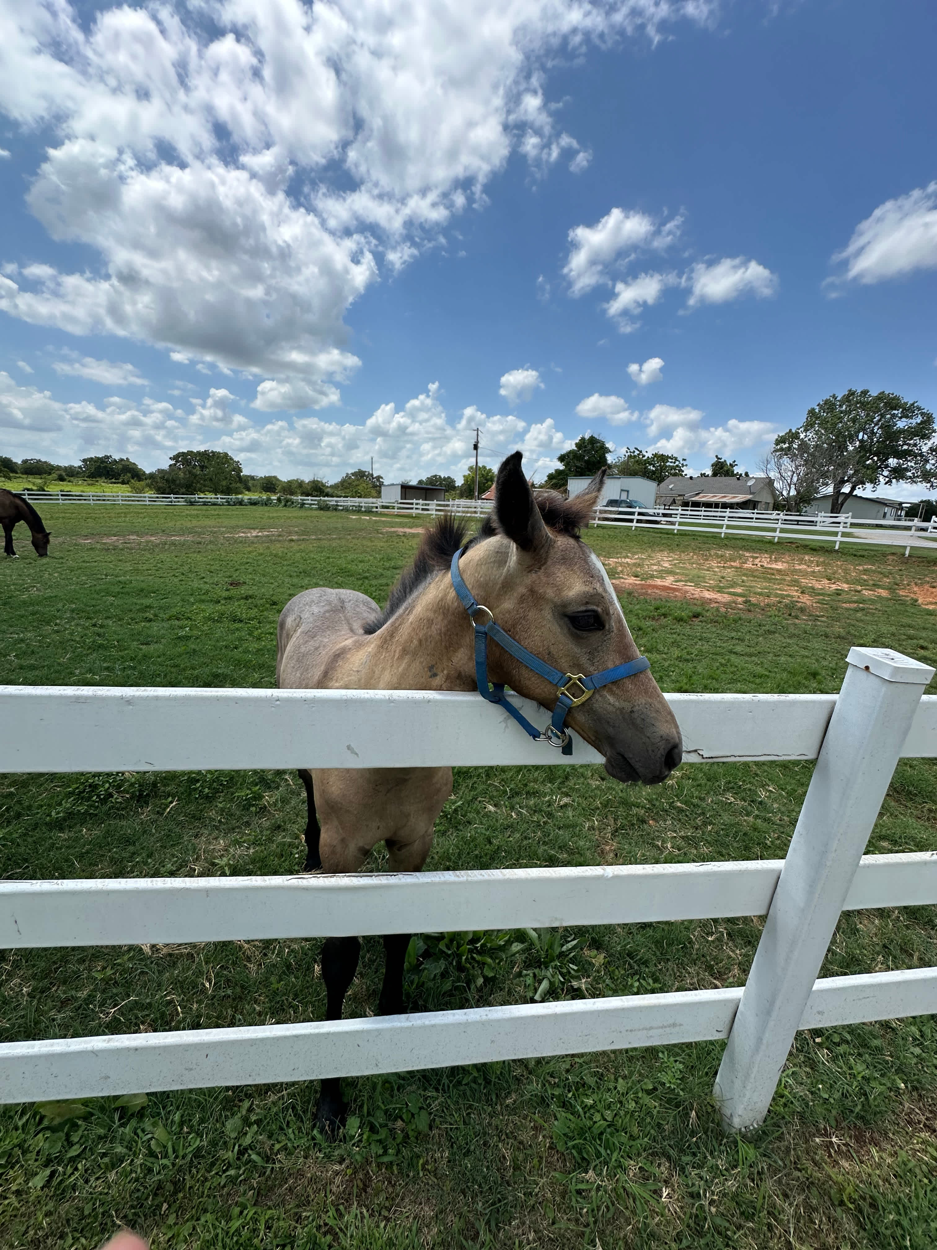 Quiet Horse farm with Baby Horses