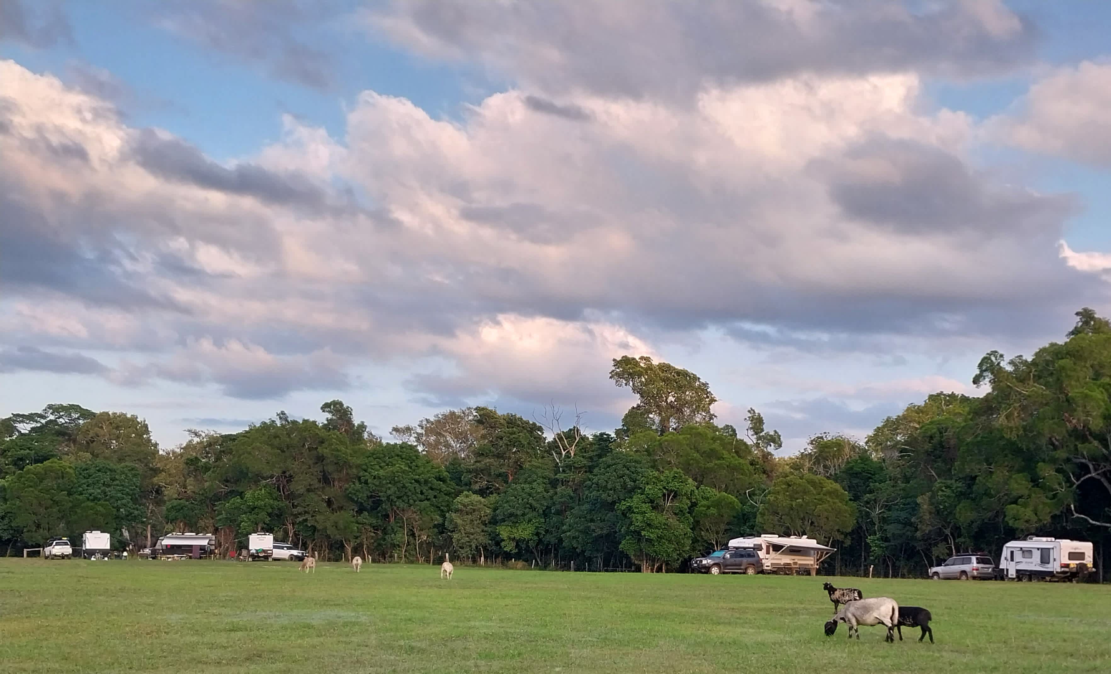Sunnyside Up sites offers plenty of room to watch the lambs and sheep wander through the campsites.